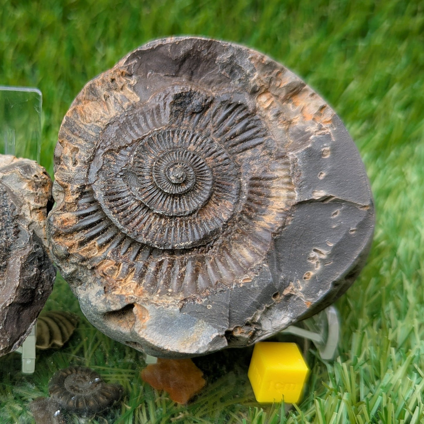 Dactylioceras ammonite fossil split pair - North Yorkshire Fossils