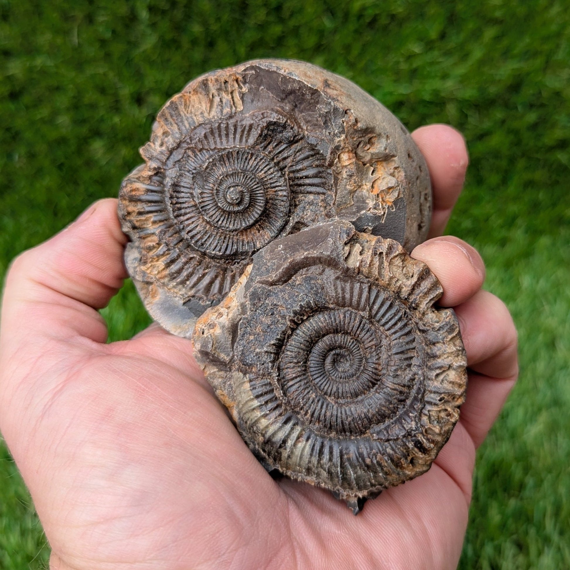 Dactylioceras ammonite fossil split pair - North Yorkshire Fossils