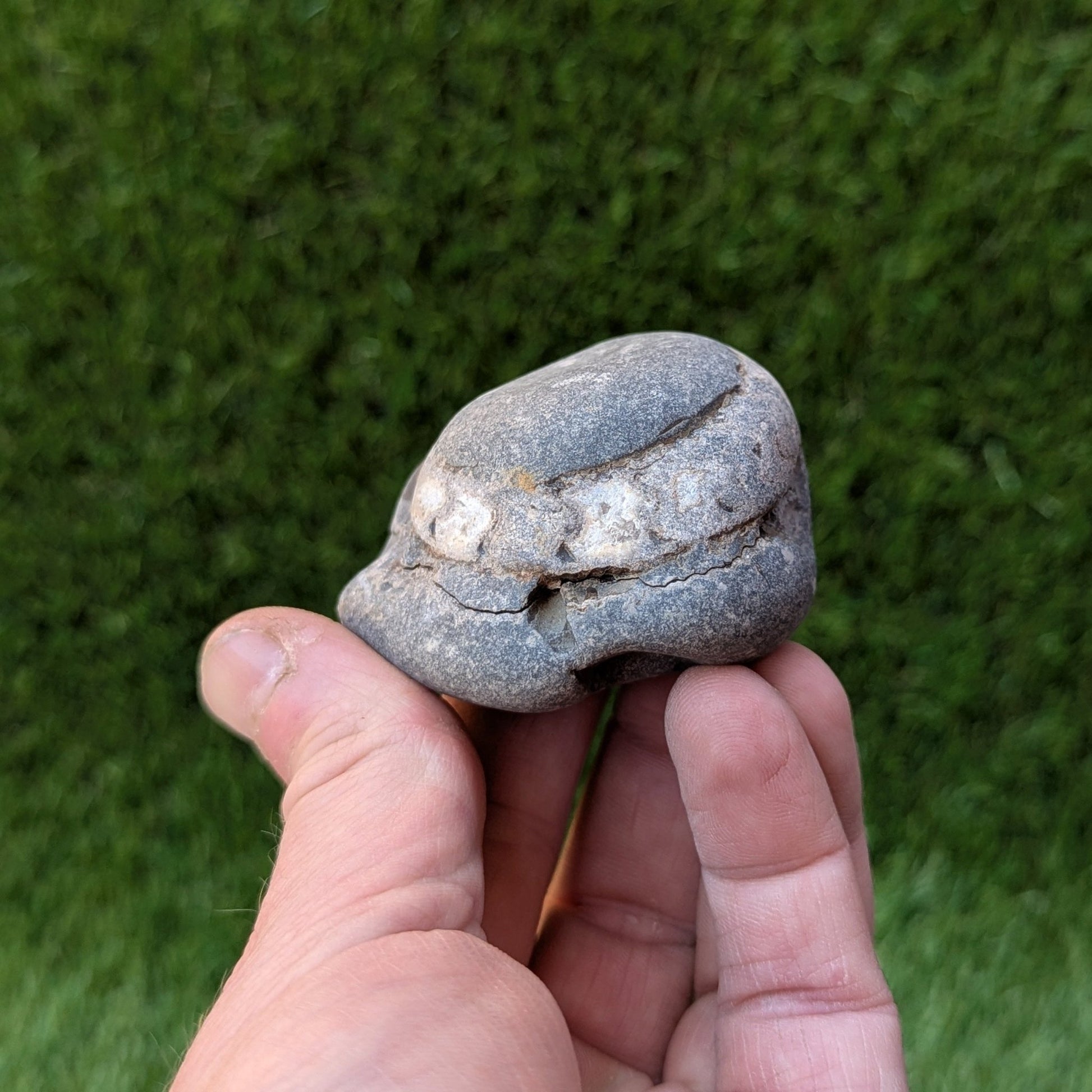Dactylioceras ammonite fossil split pair found at Whitby - North Yorkshire Fossils