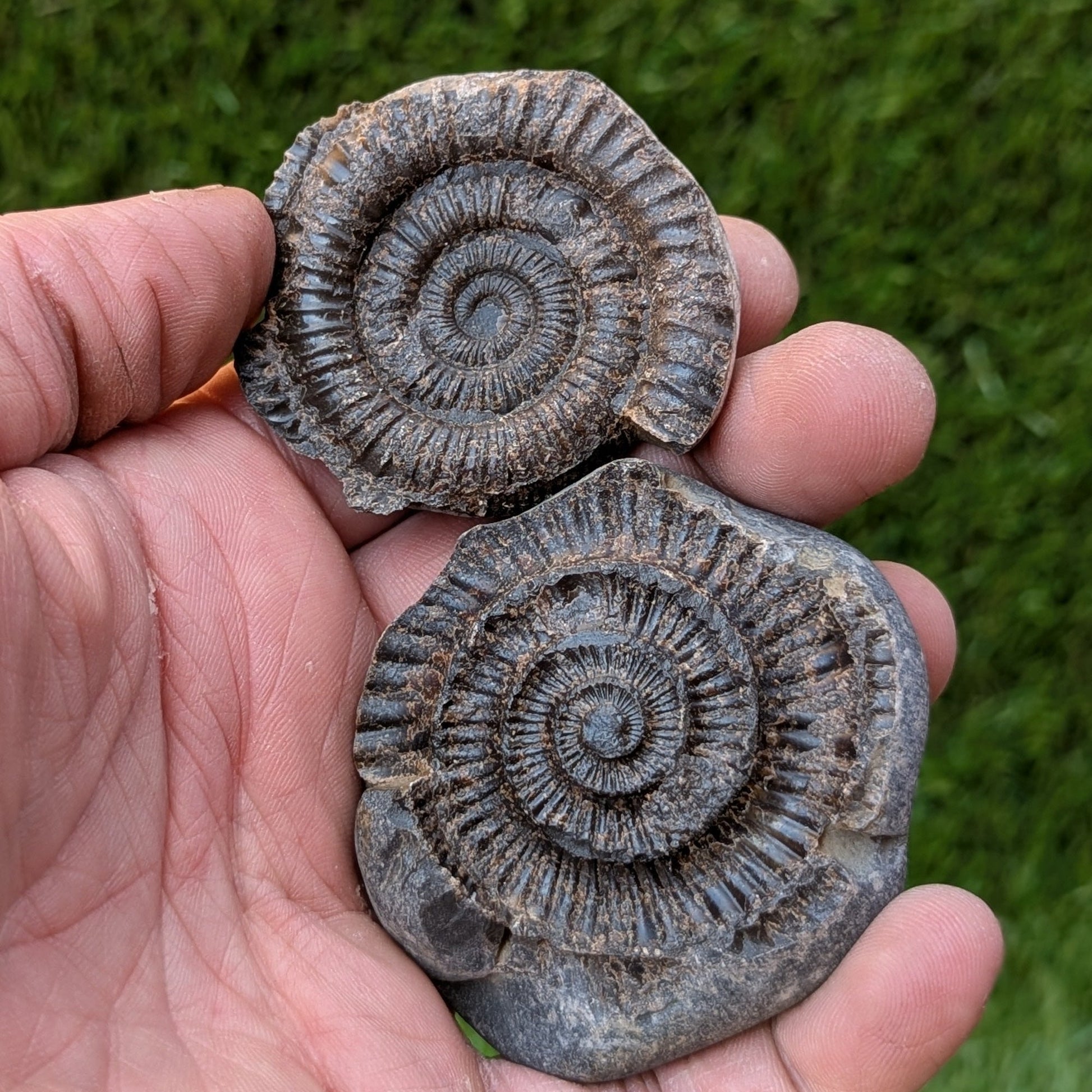 Dactylioceras ammonite fossil split pair found at Whitby - North Yorkshire Fossils