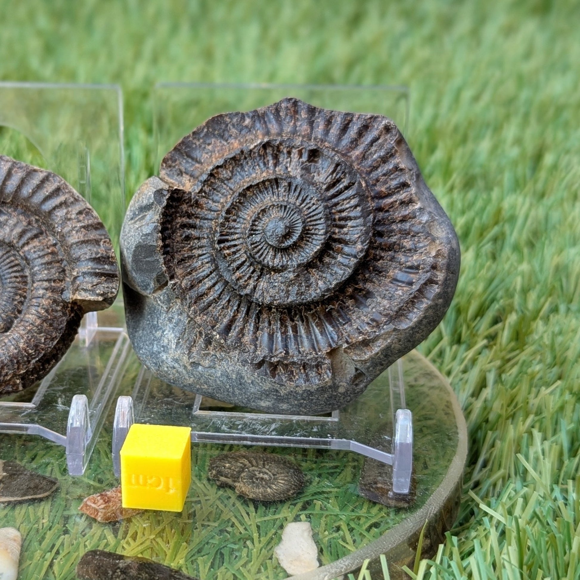 Dactylioceras ammonite fossil split pair found at Whitby - North Yorkshire Fossils