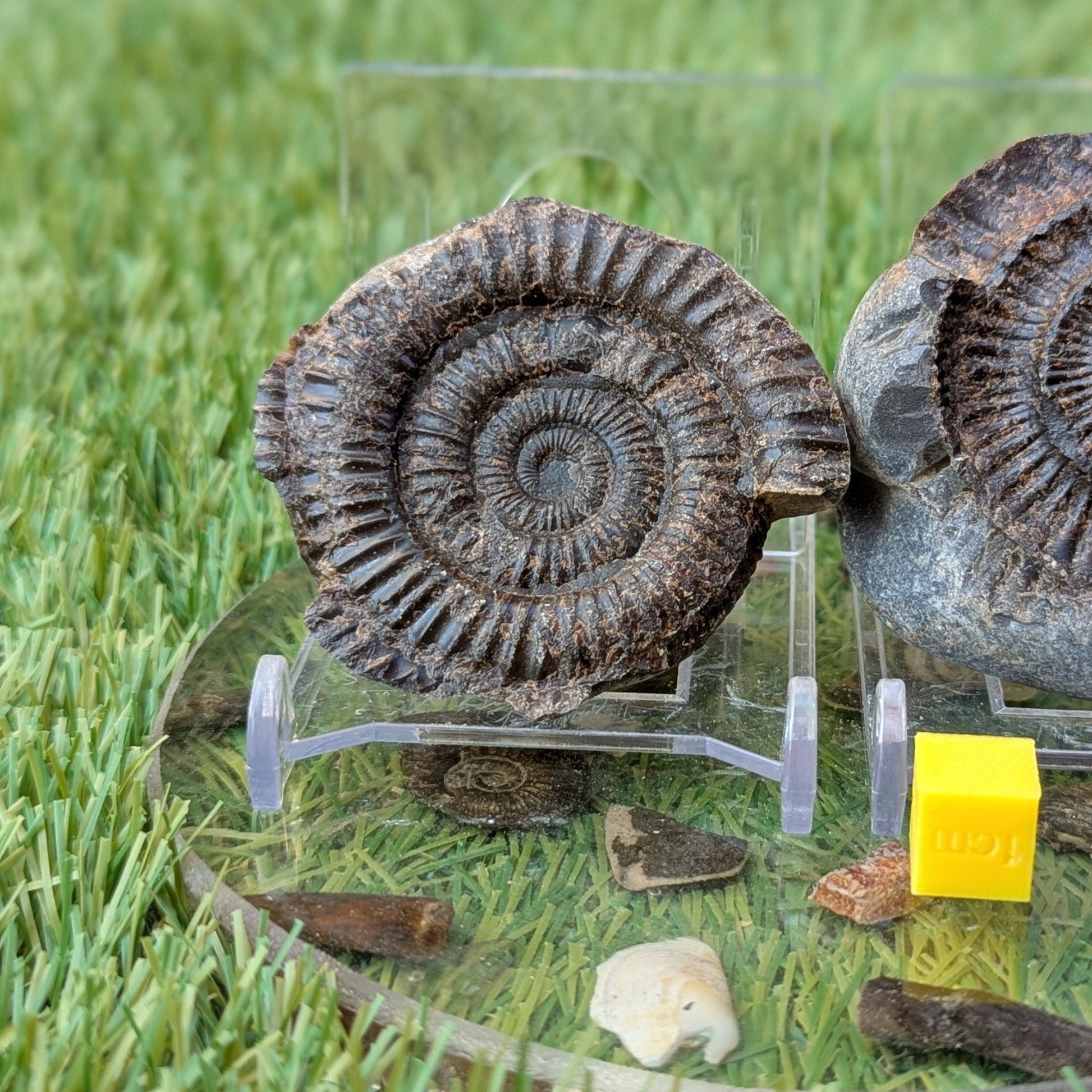 Dactylioceras ammonite fossil split pair found at Whitby - North Yorkshire Fossils