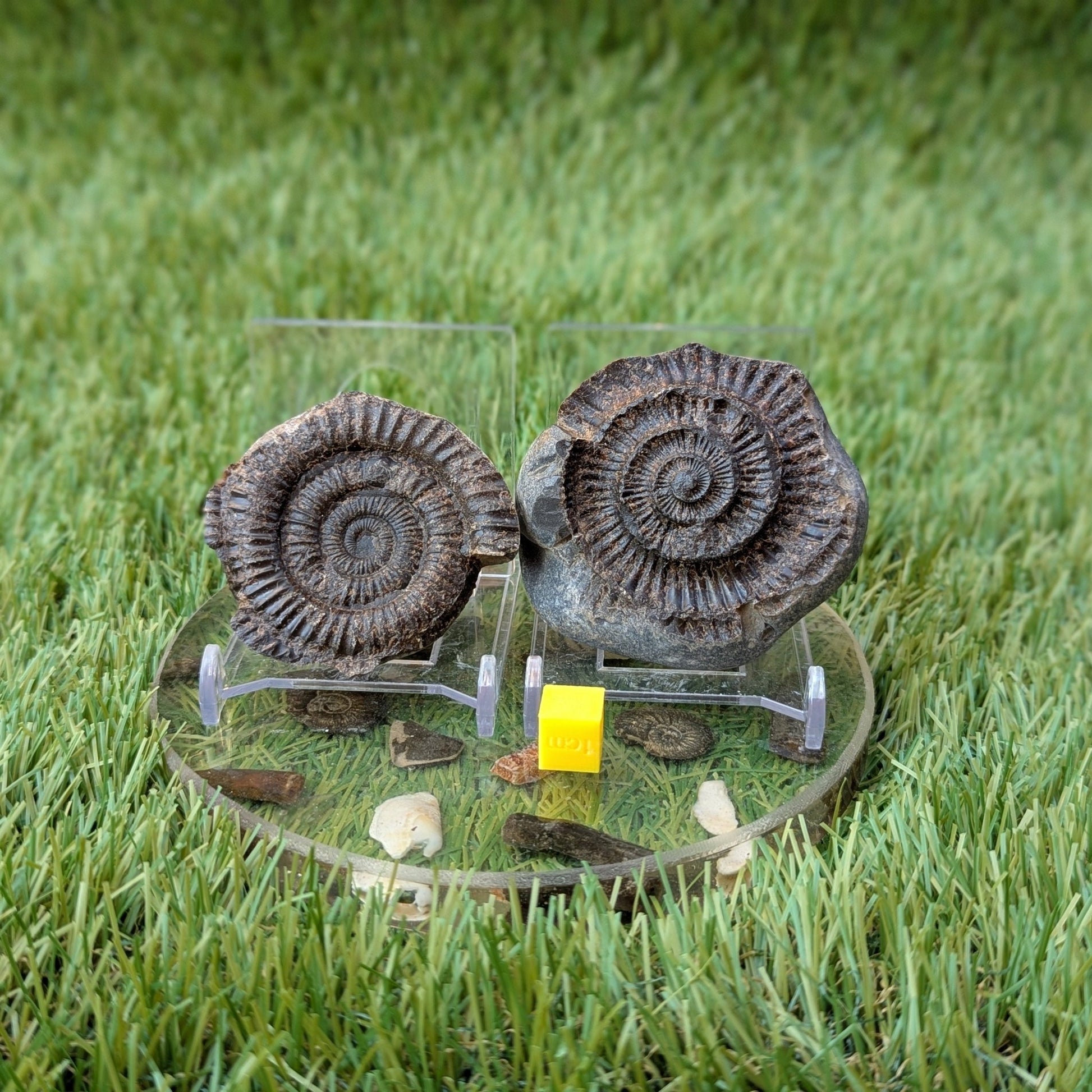 Dactylioceras ammonite fossil split pair found at Whitby - North Yorkshire Fossils