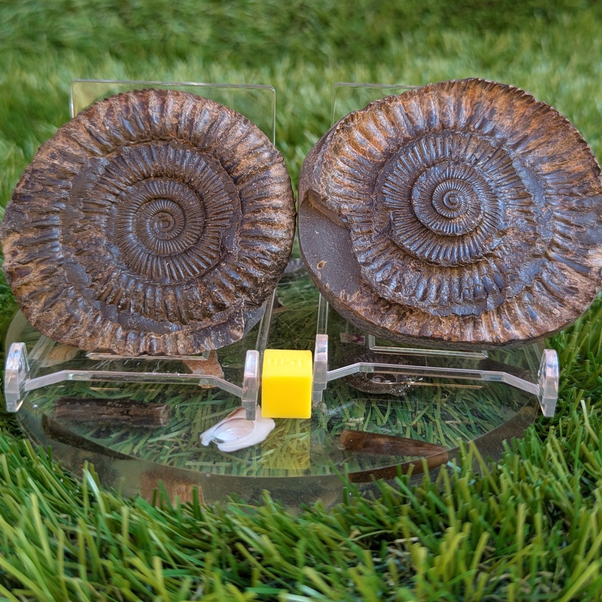 Dactylioceras ammonite fossil split pair Jurassic coast - North Yorkshire Fossils
