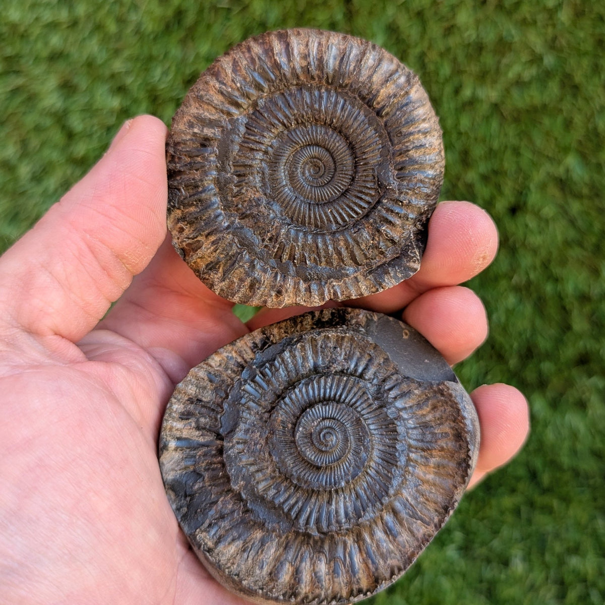 Dactylioceras ammonite fossil split pair Jurassic coast - North Yorkshire Fossils