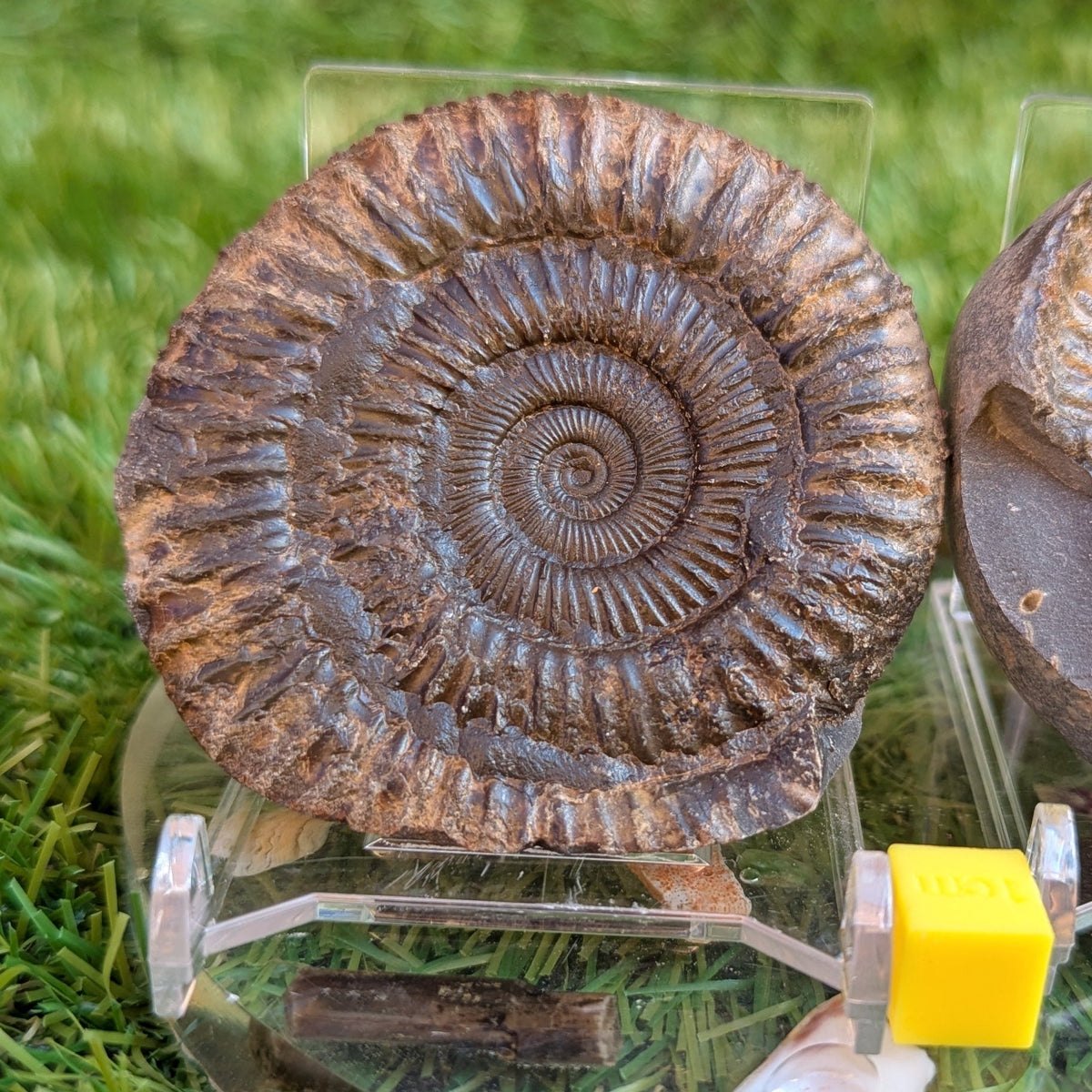 Dactylioceras ammonite fossil split pair Jurassic coast - North Yorkshire Fossils