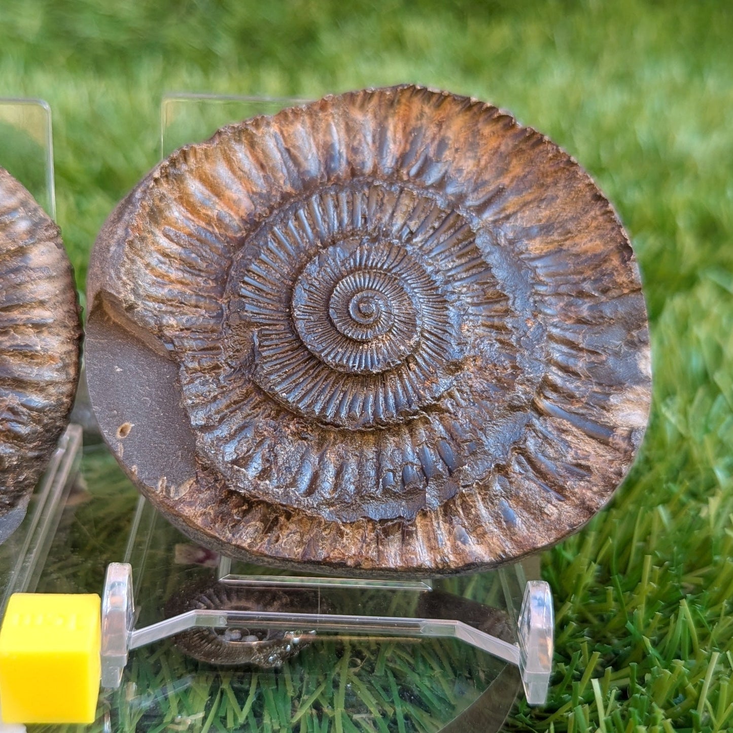 Dactylioceras ammonite fossil split pair Jurassic coast - North Yorkshire Fossils