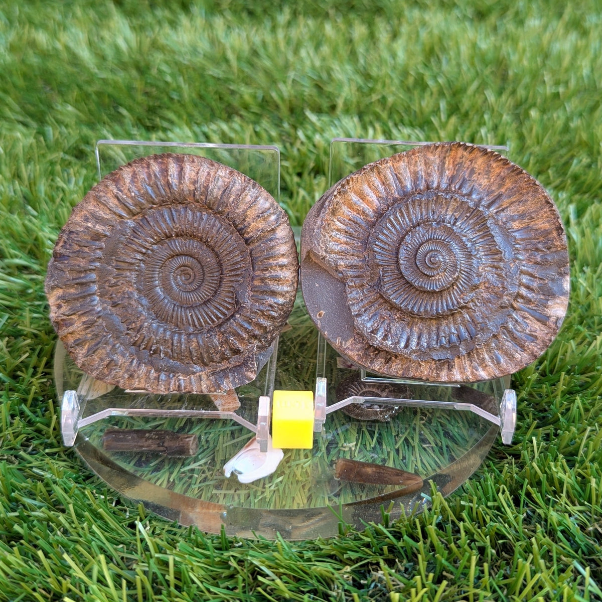Dactylioceras ammonite fossil split pair Jurassic coast - North Yorkshire Fossils