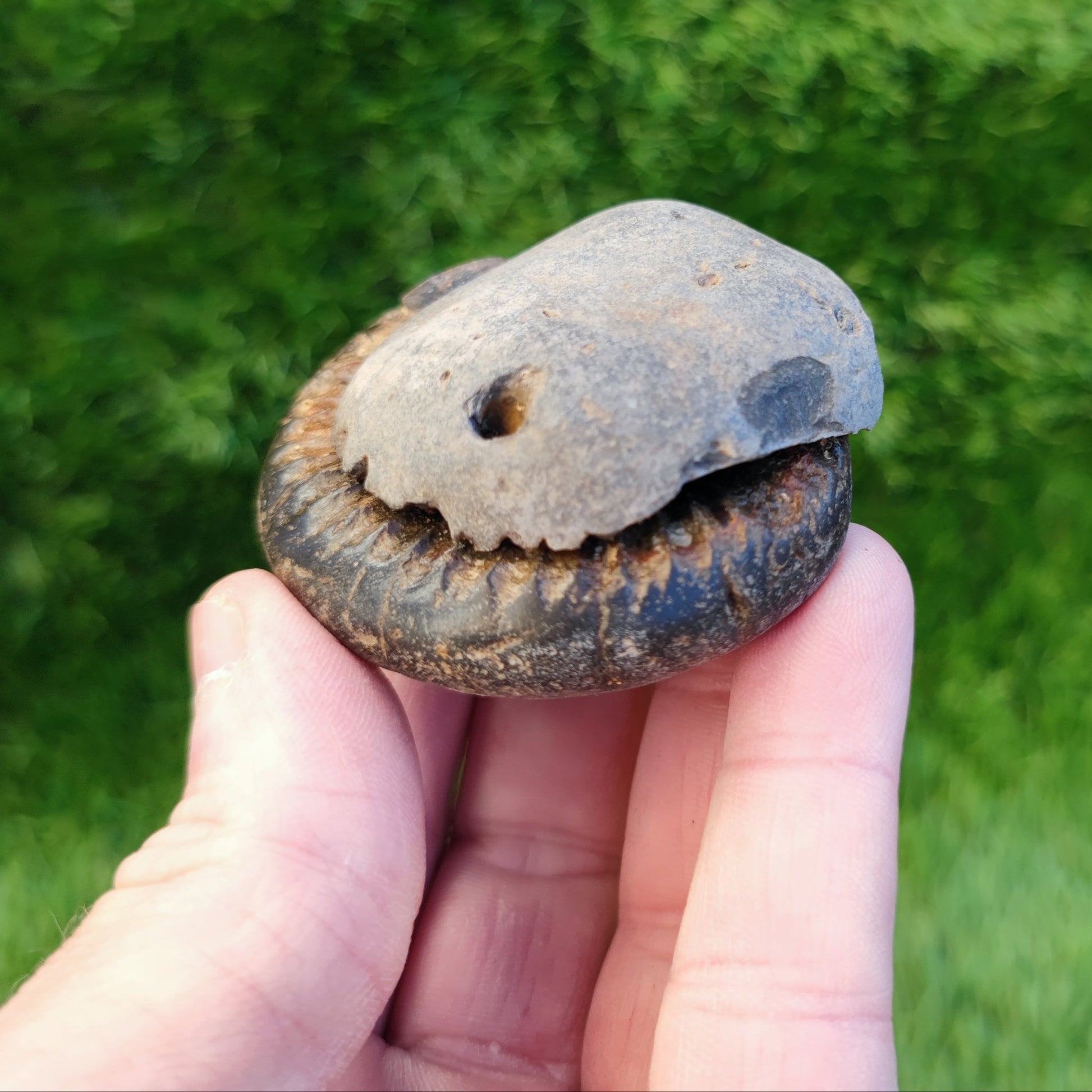 Dactylioceras ammonite fossil split pair North Yorkshire fossils - North Yorkshire Fossils