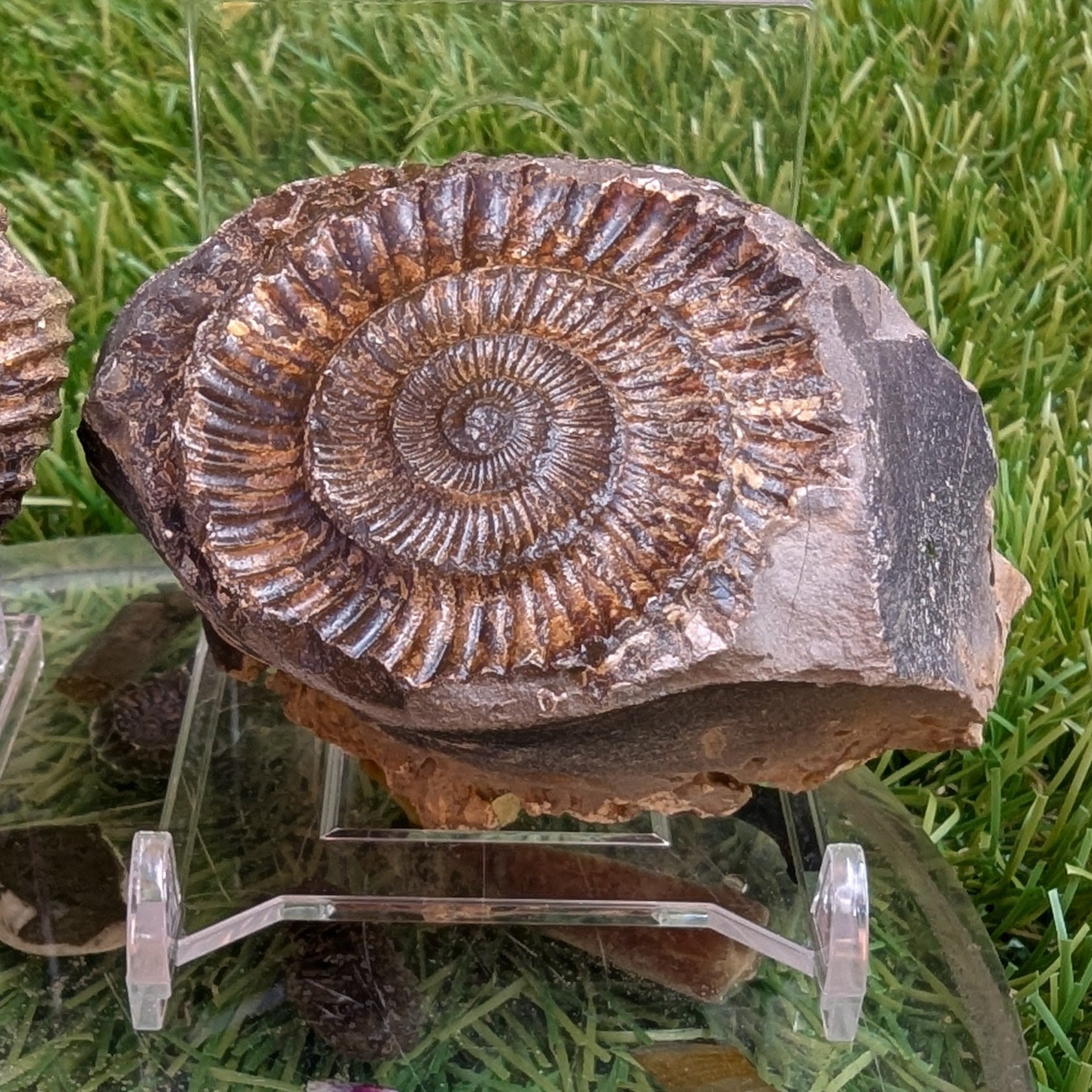 Dactylioceras ammonite fossil split pair North Yorkshire fossils - North Yorkshire Fossils