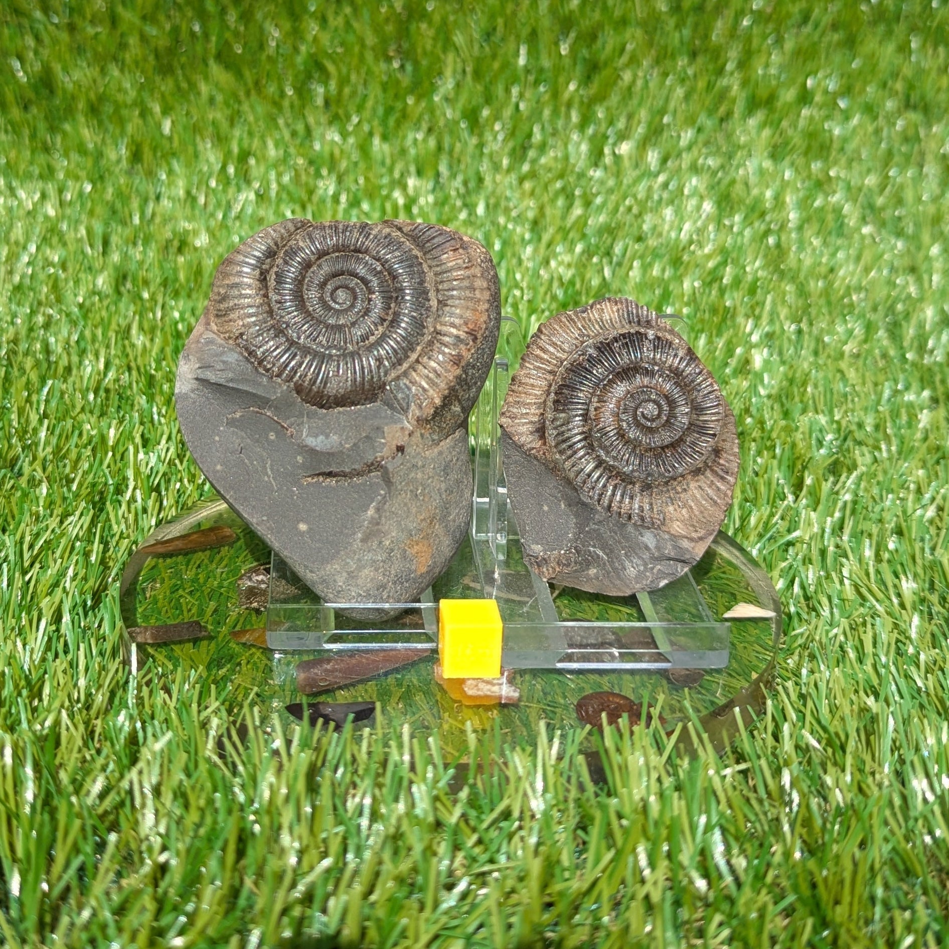 Dactylioceras ammonite fossil split pair North Yorkshire fossils - North Yorkshire Fossils