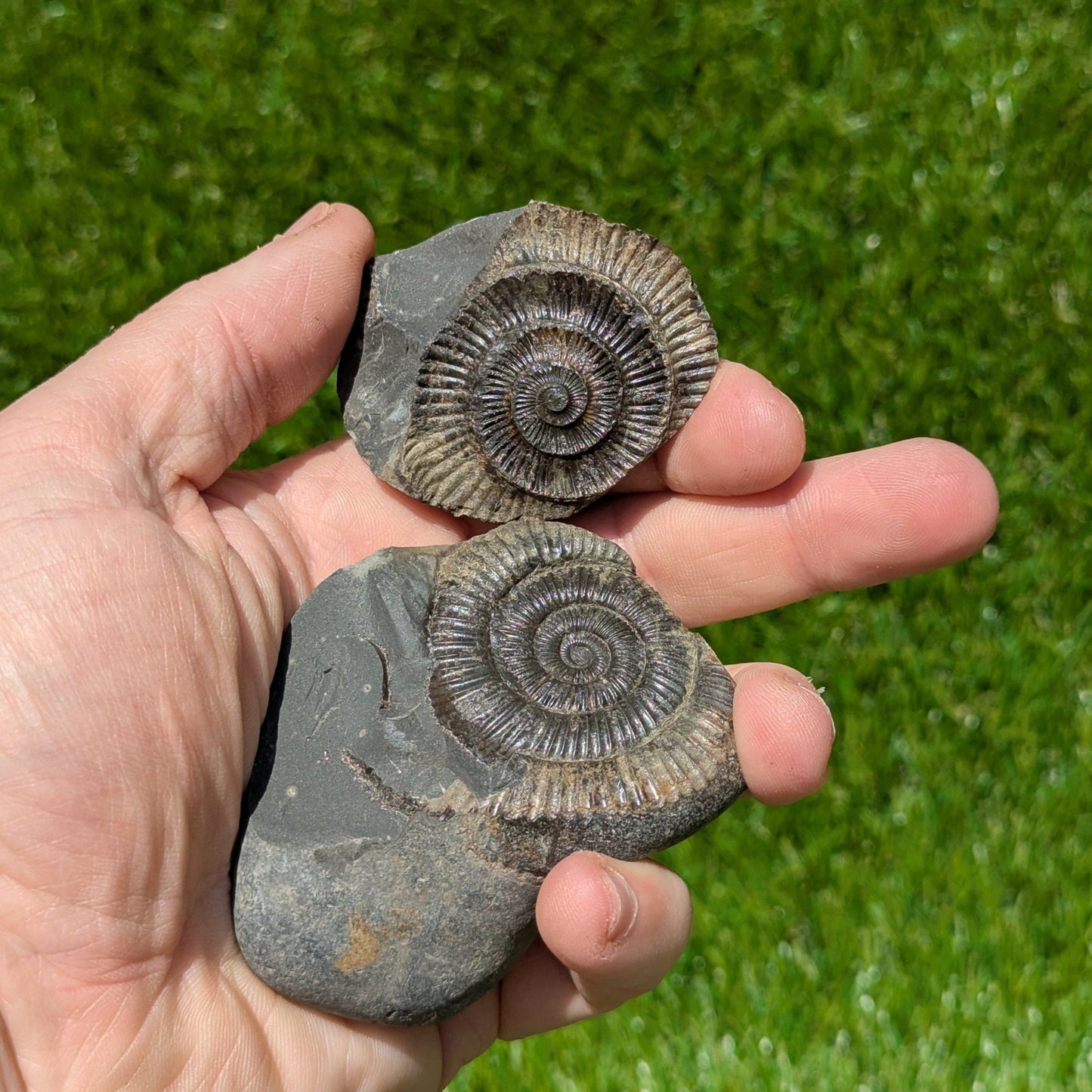 Dactylioceras ammonite fossil split pair North Yorkshire fossils - North Yorkshire Fossils