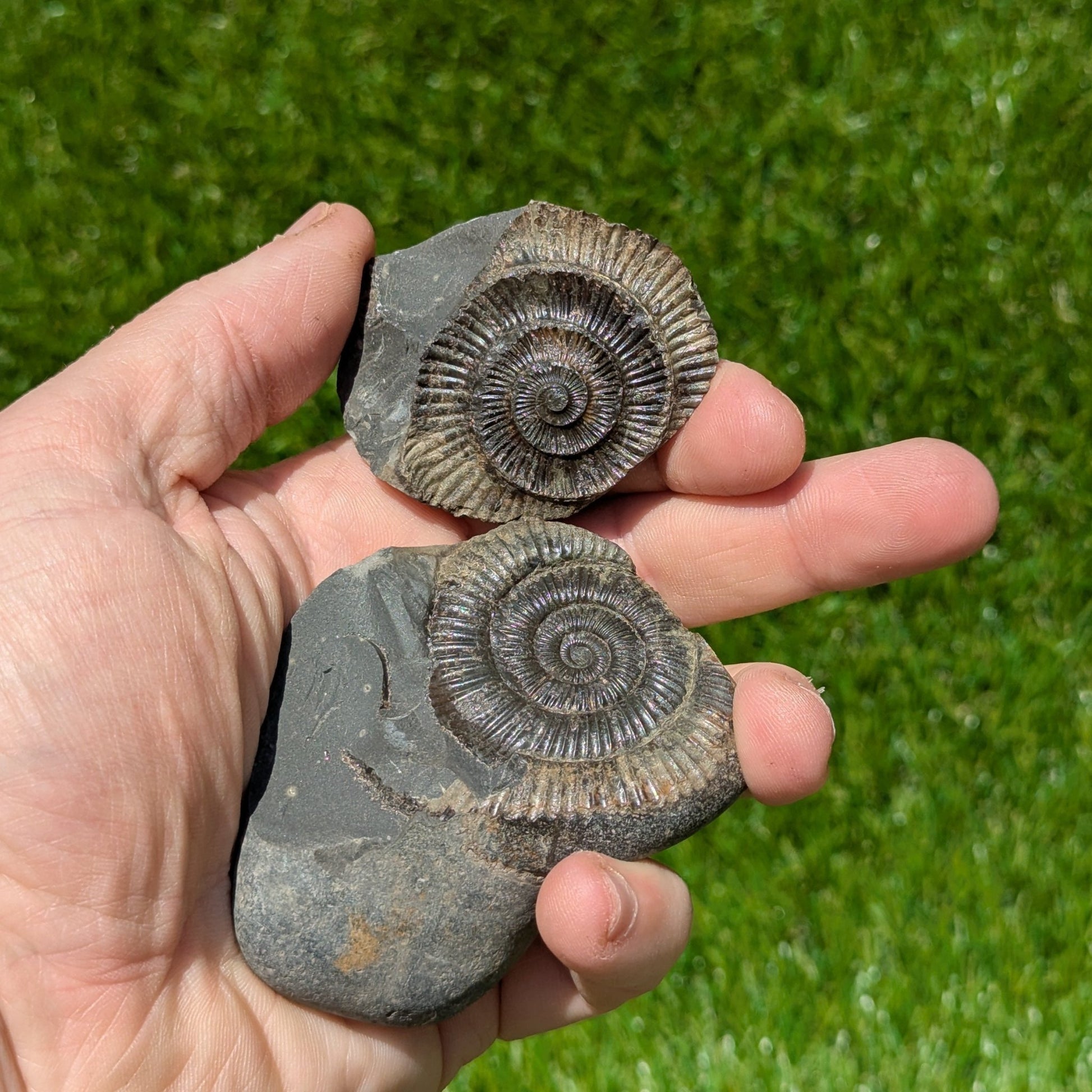 Dactylioceras ammonite fossil split pair North Yorkshire fossils - North Yorkshire Fossils