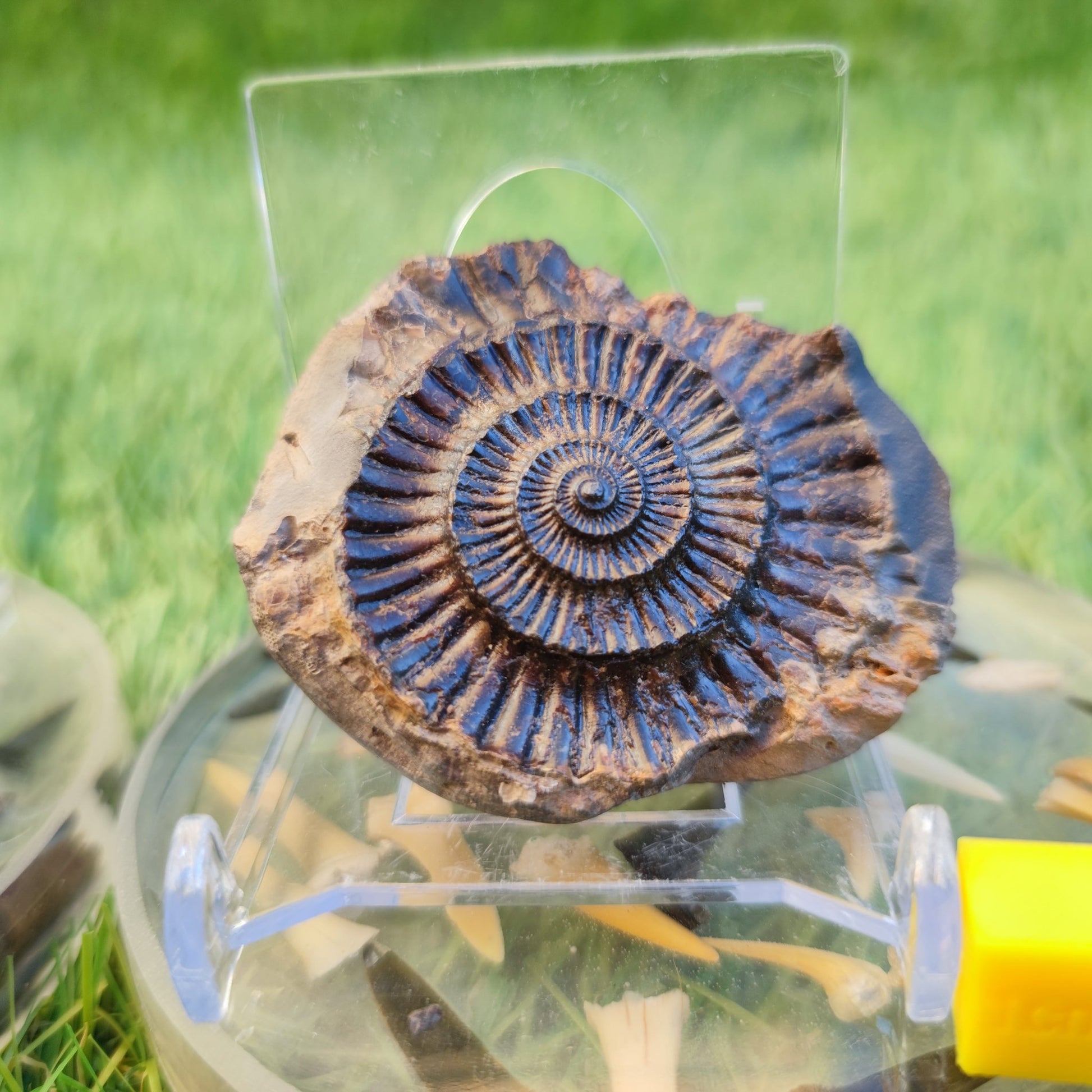 Dactylioceras ammonite fossil split pair North Yorkshire fossils - North Yorkshire Fossils