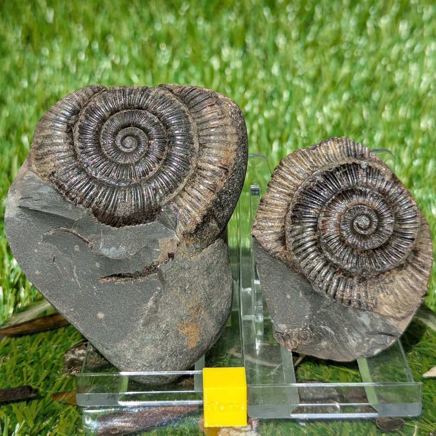 Dactylioceras ammonite fossil split pair North Yorkshire fossils - North Yorkshire Fossils