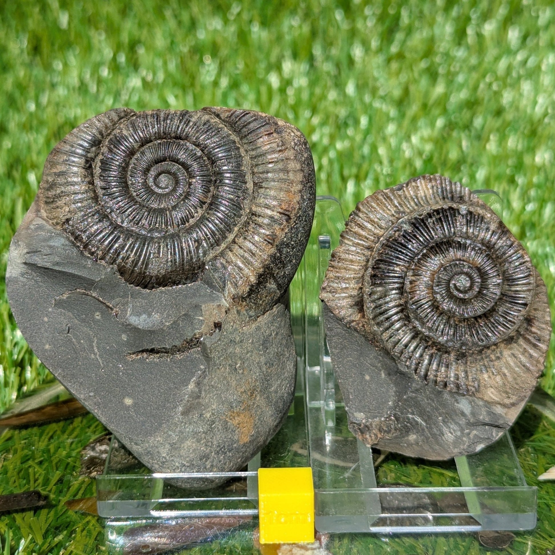 Dactylioceras ammonite fossil split pair North Yorkshire fossils - North Yorkshire Fossils