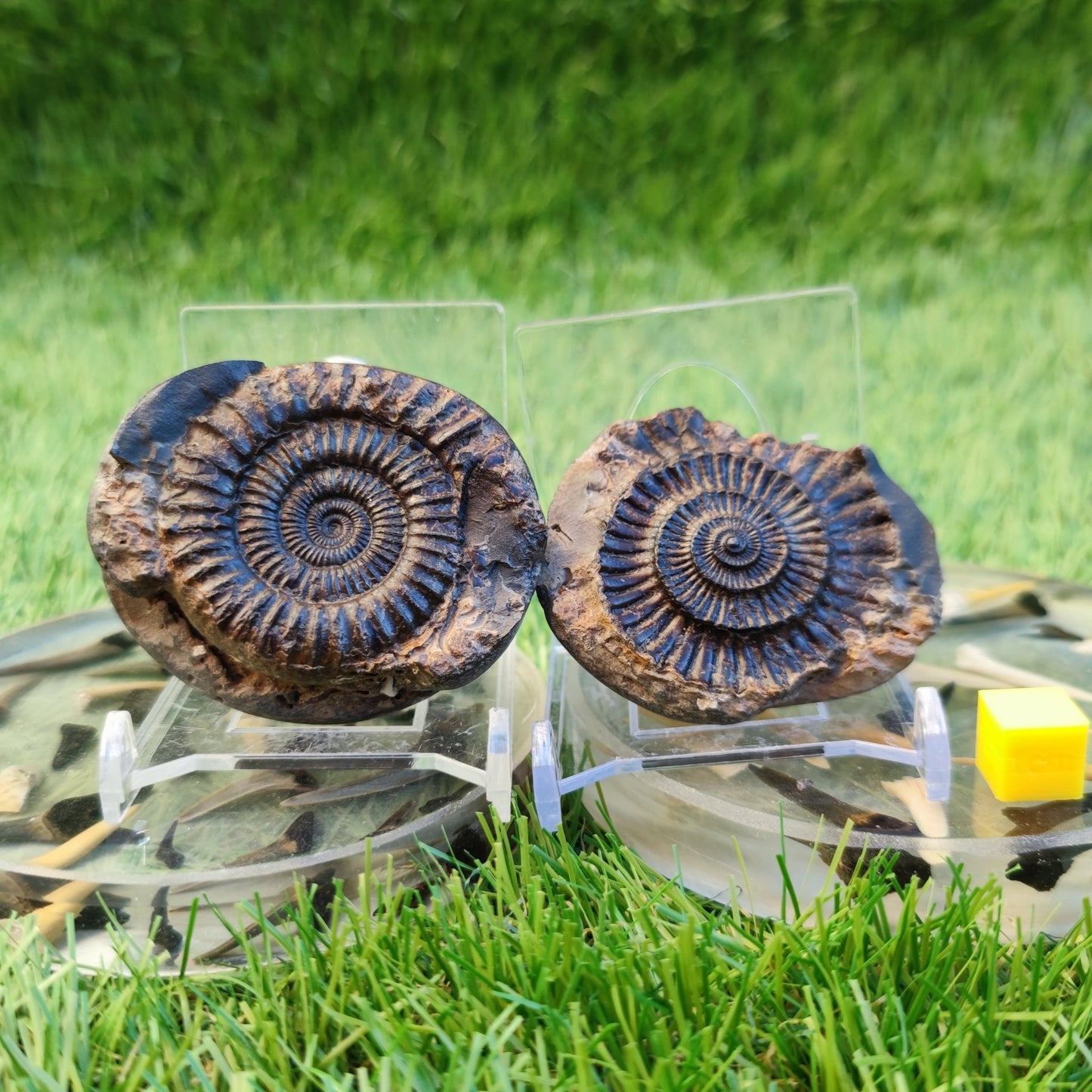 Dactylioceras ammonite fossil split pair North Yorkshire fossils - North Yorkshire Fossils