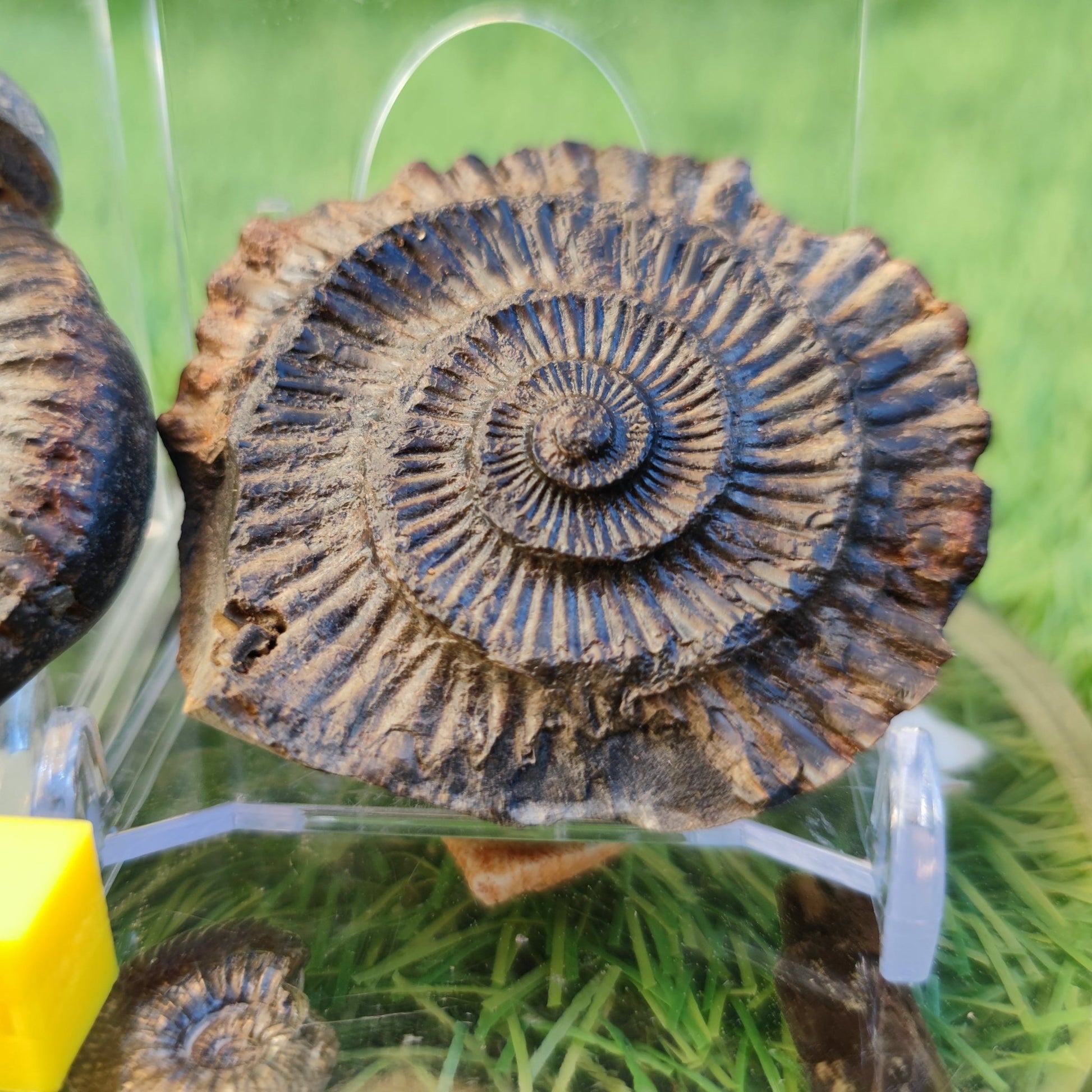 Dactylioceras ammonite fossil split pair North Yorkshire fossils - North Yorkshire Fossils