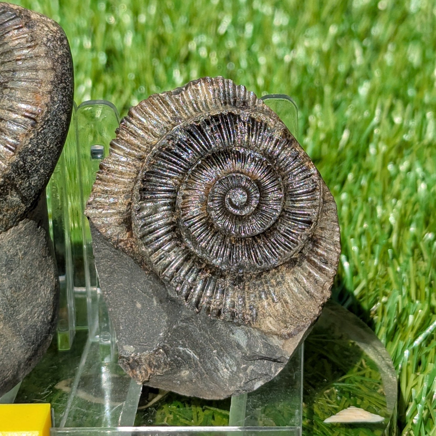 Dactylioceras ammonite fossil split pair North Yorkshire fossils - North Yorkshire Fossils