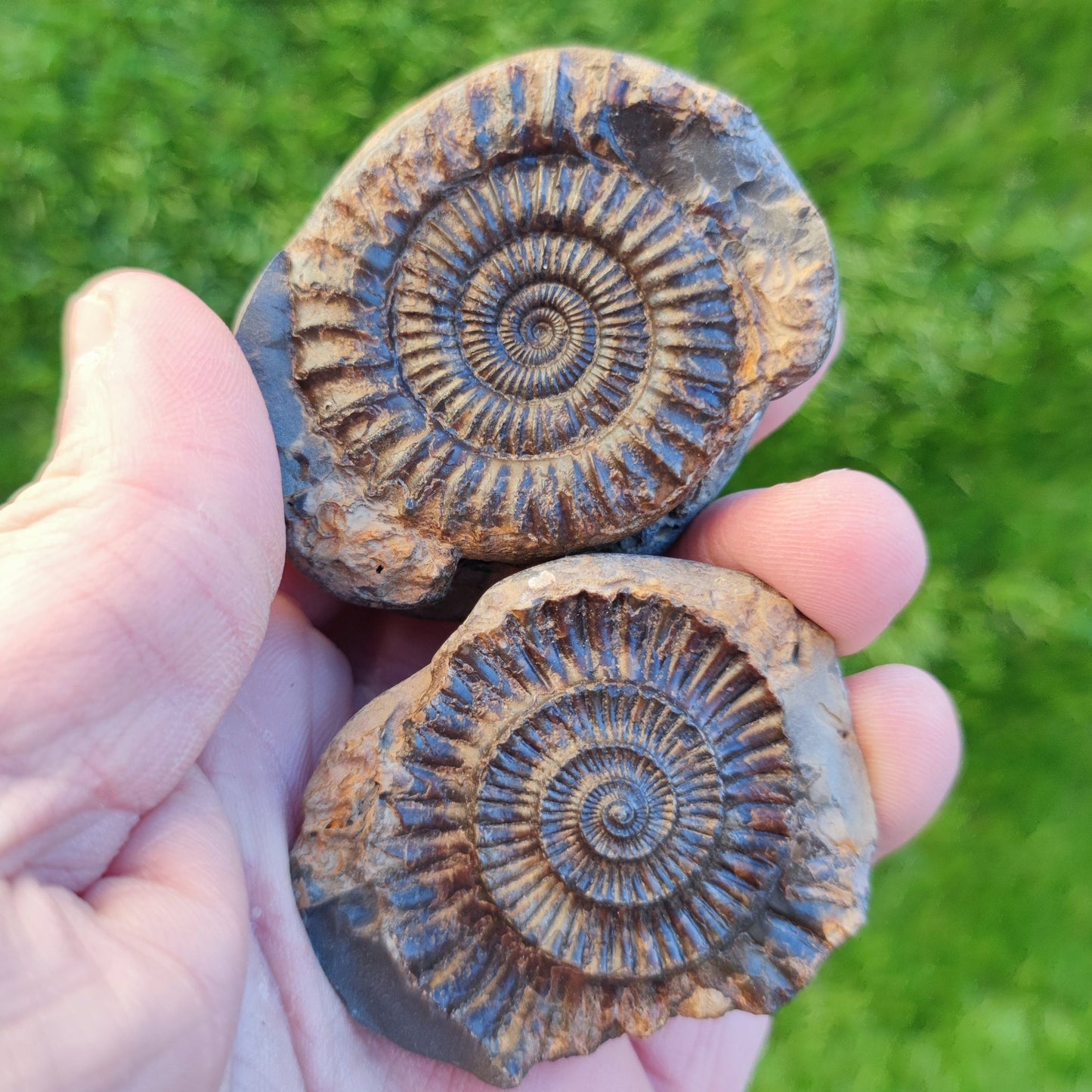 Dactylioceras ammonite fossil split pair North Yorkshire fossils - North Yorkshire Fossils