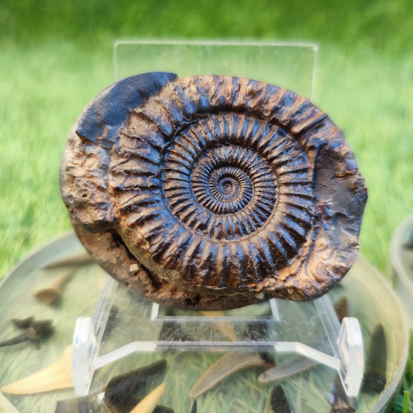 Dactylioceras ammonite fossil split pair North Yorkshire fossils - North Yorkshire Fossils