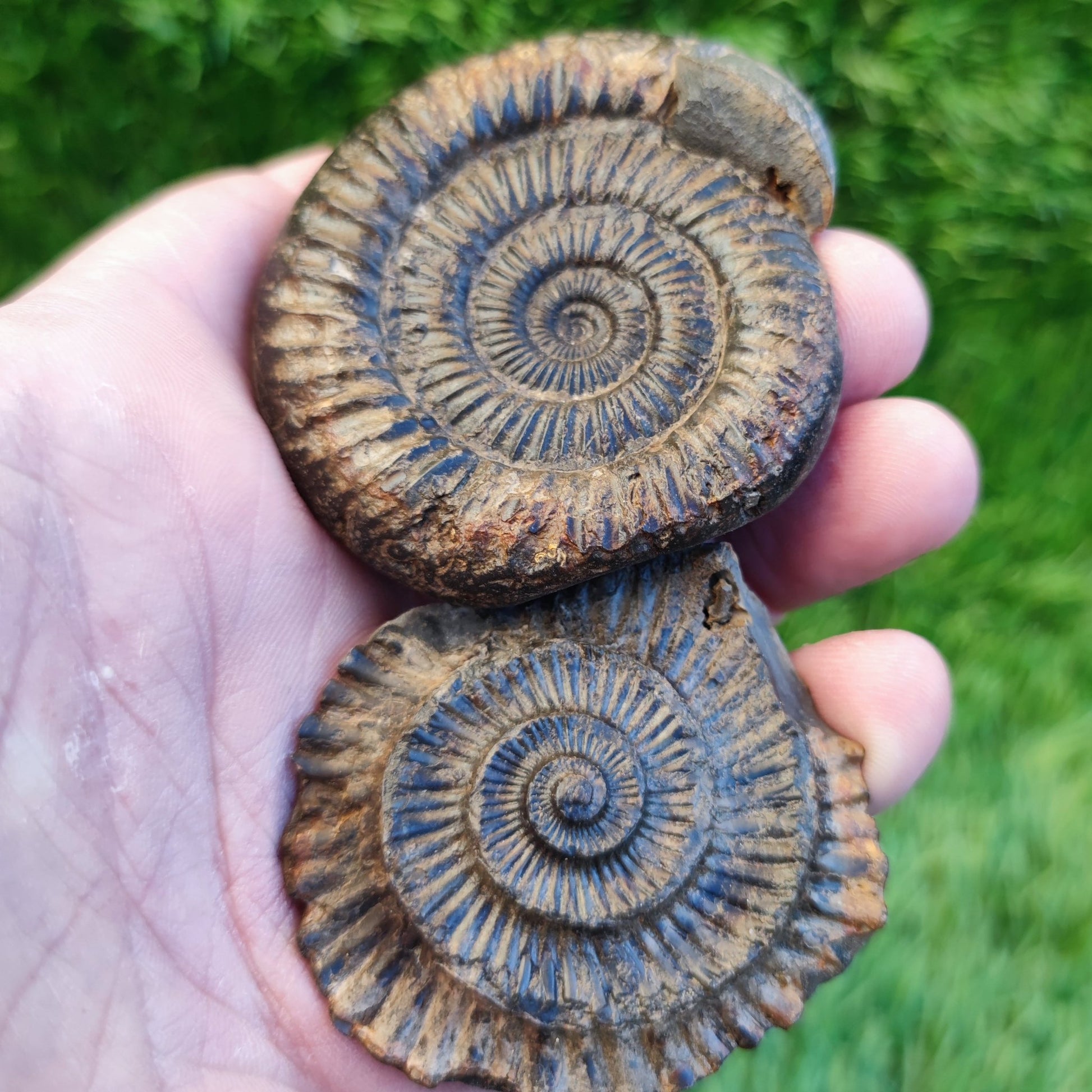 Dactylioceras ammonite fossil split pair North Yorkshire fossils - North Yorkshire Fossils