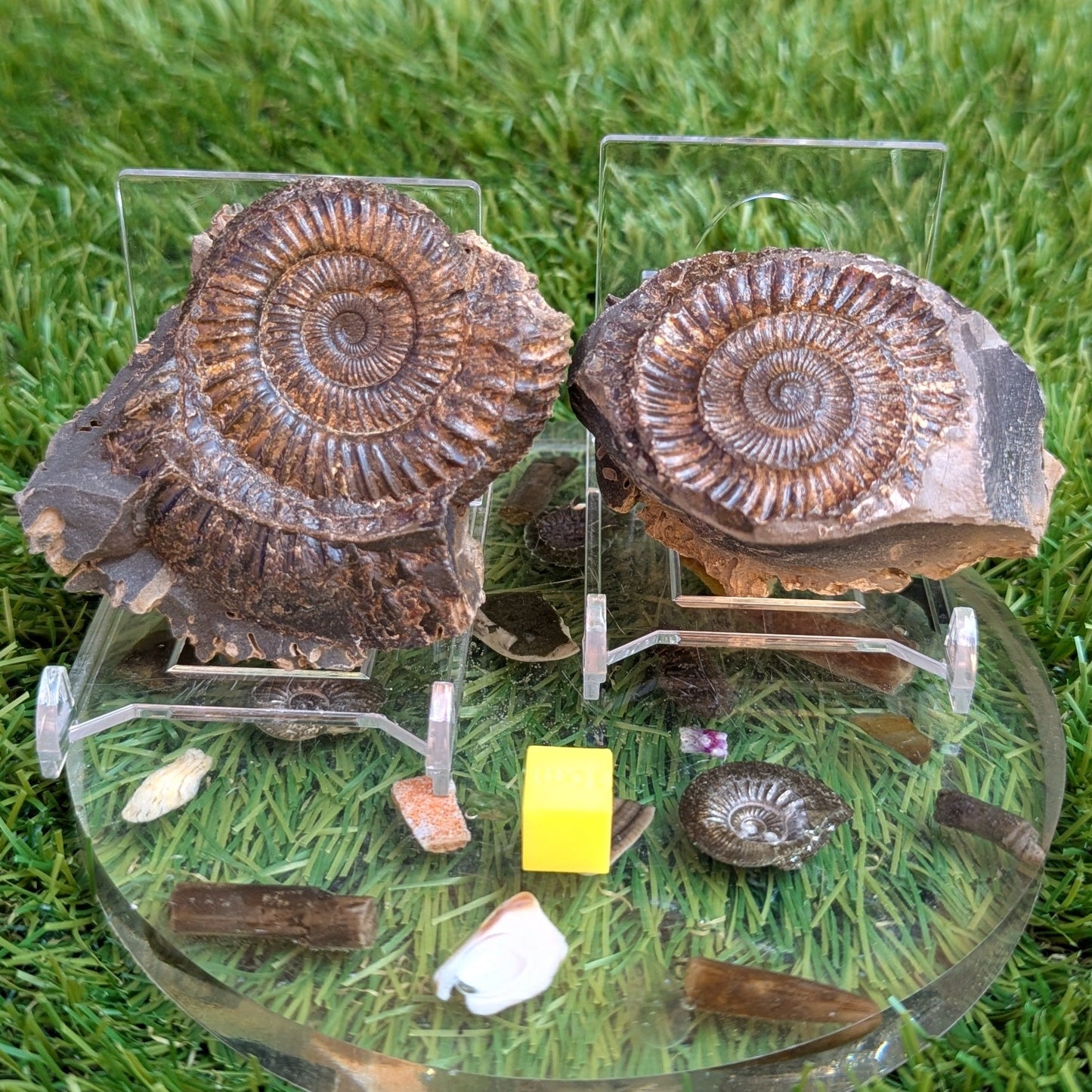 Dactylioceras ammonite fossil split pair North Yorkshire fossils - North Yorkshire Fossils