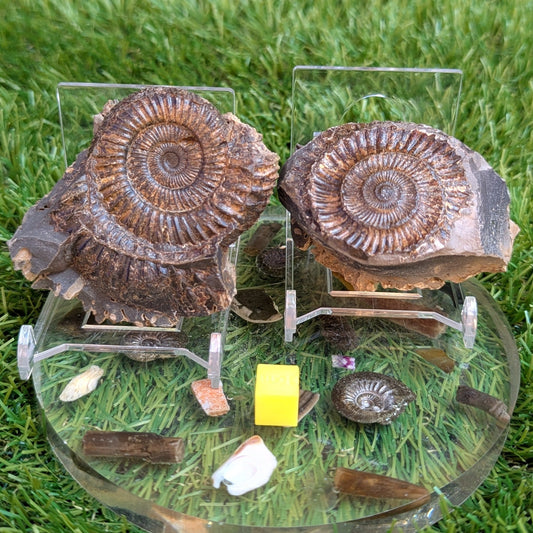 Dactylioceras ammonite fossil split pair North Yorkshire fossils - North Yorkshire Fossils