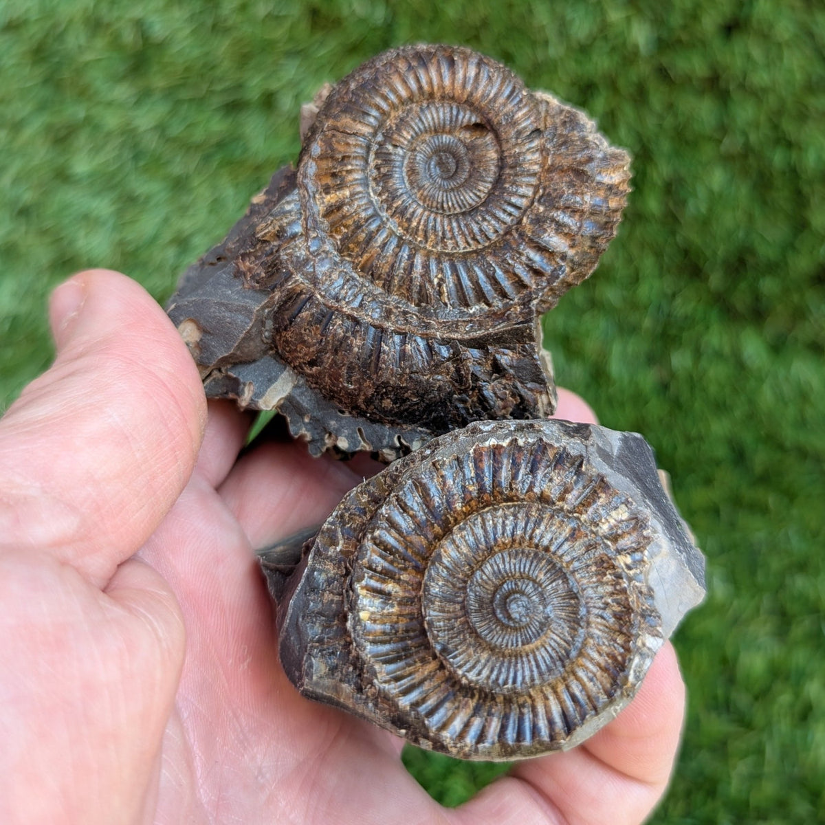 Dactylioceras ammonite fossil split pair North Yorkshire fossils - North Yorkshire Fossils