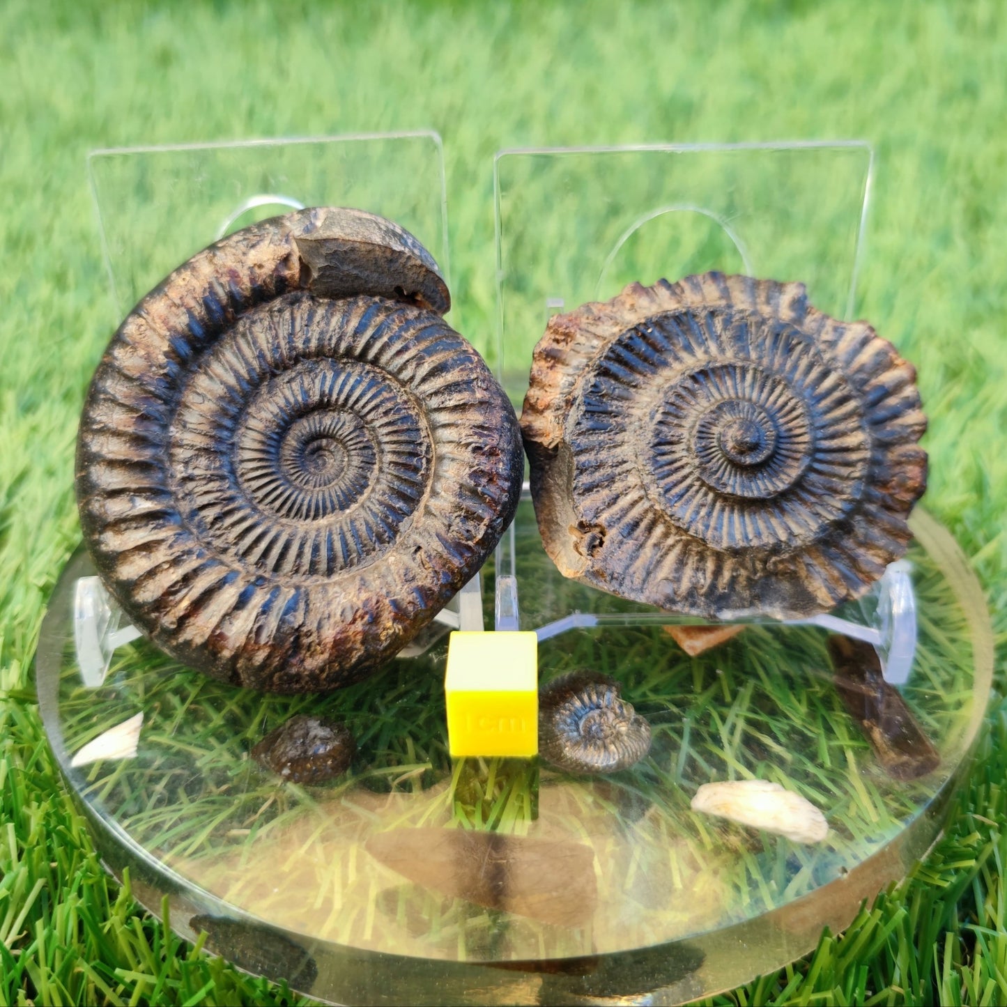Dactylioceras ammonite fossil split pair North Yorkshire fossils - North Yorkshire Fossils