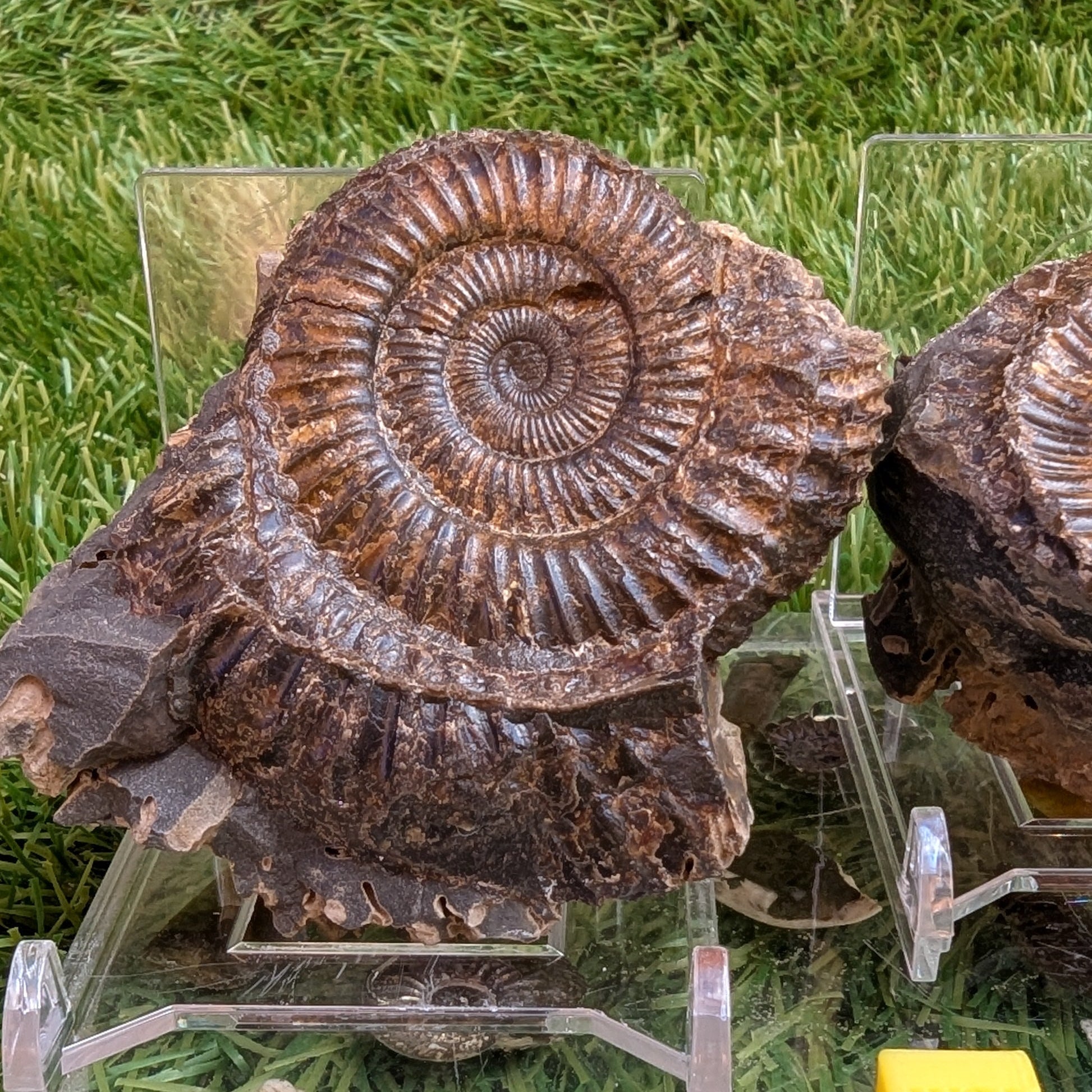 Dactylioceras ammonite fossil split pair North Yorkshire fossils - North Yorkshire Fossils