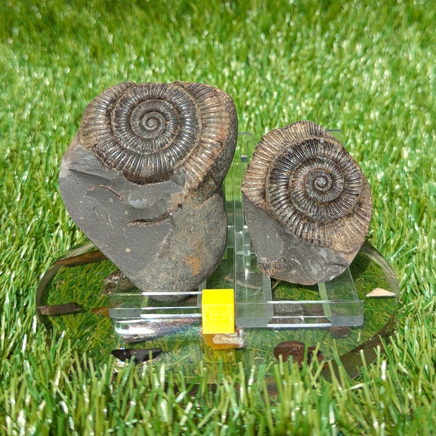 Dactylioceras ammonite fossil split pair North Yorkshire fossils - North Yorkshire Fossils