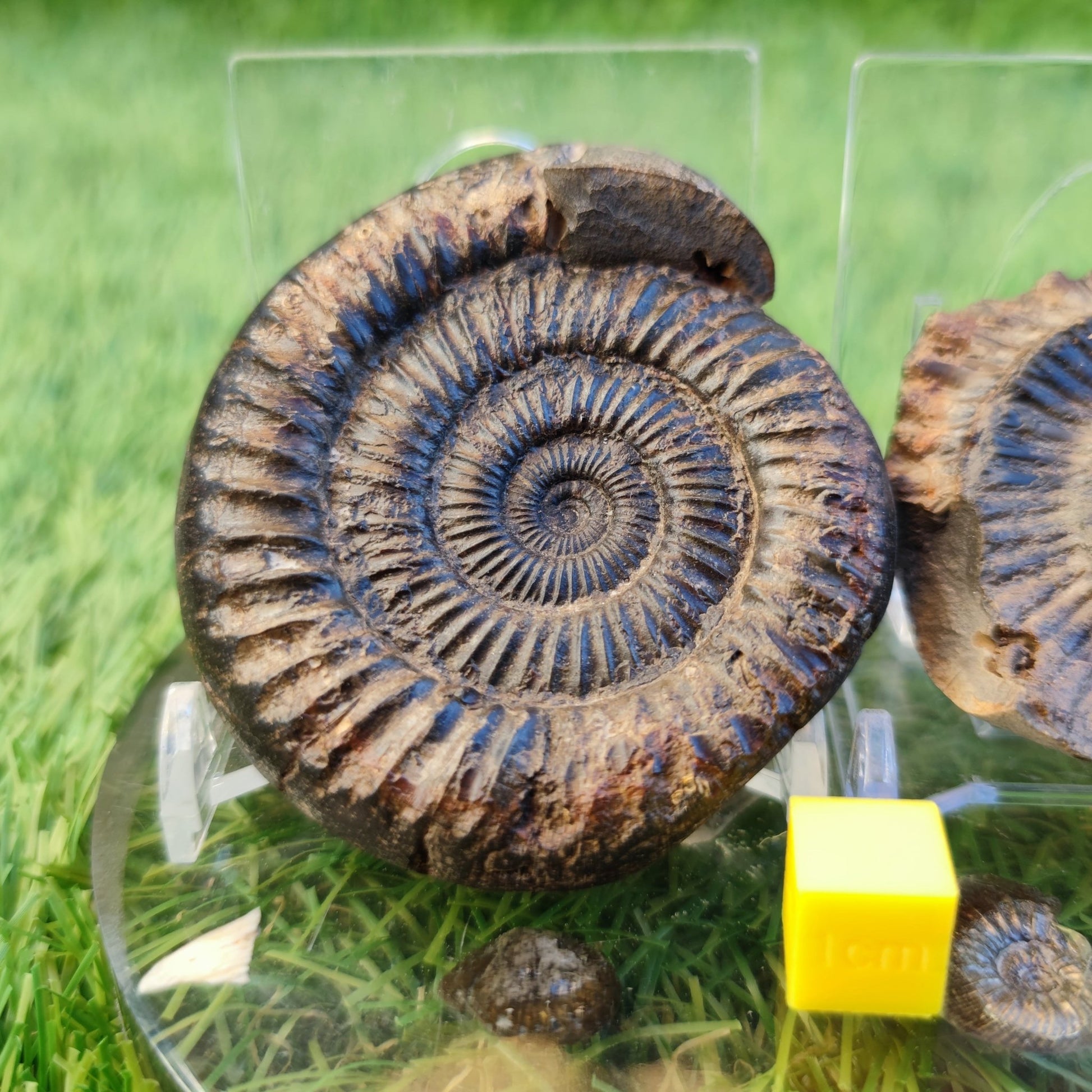 Dactylioceras ammonite fossil split pair North Yorkshire fossils - North Yorkshire Fossils