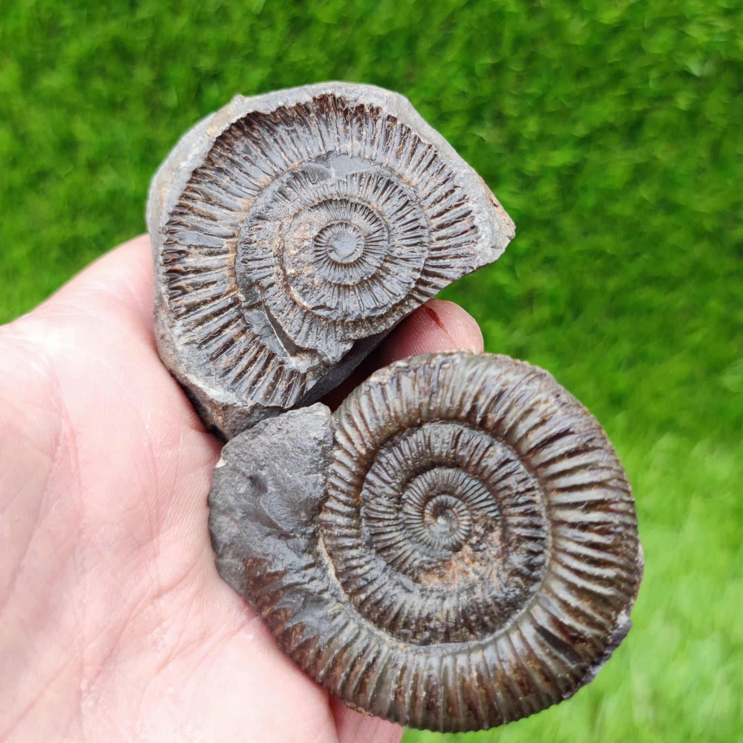 Dactylioceras ammonite fossil split pair North Yorkshire UK - North Yorkshire Fossils