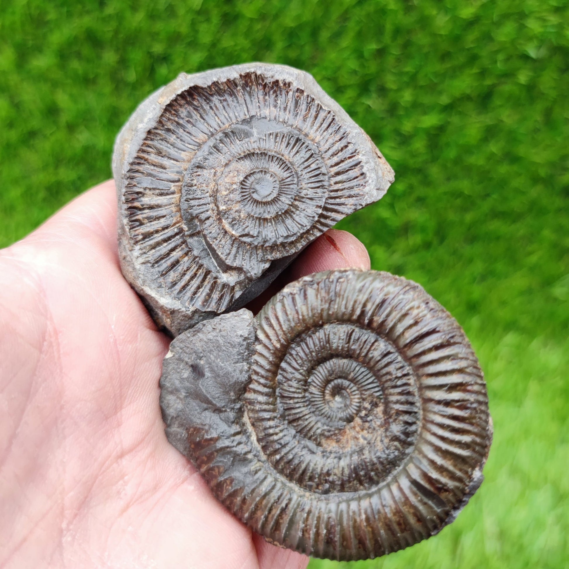 Dactylioceras ammonite fossil split pair North Yorkshire UK - North Yorkshire Fossils
