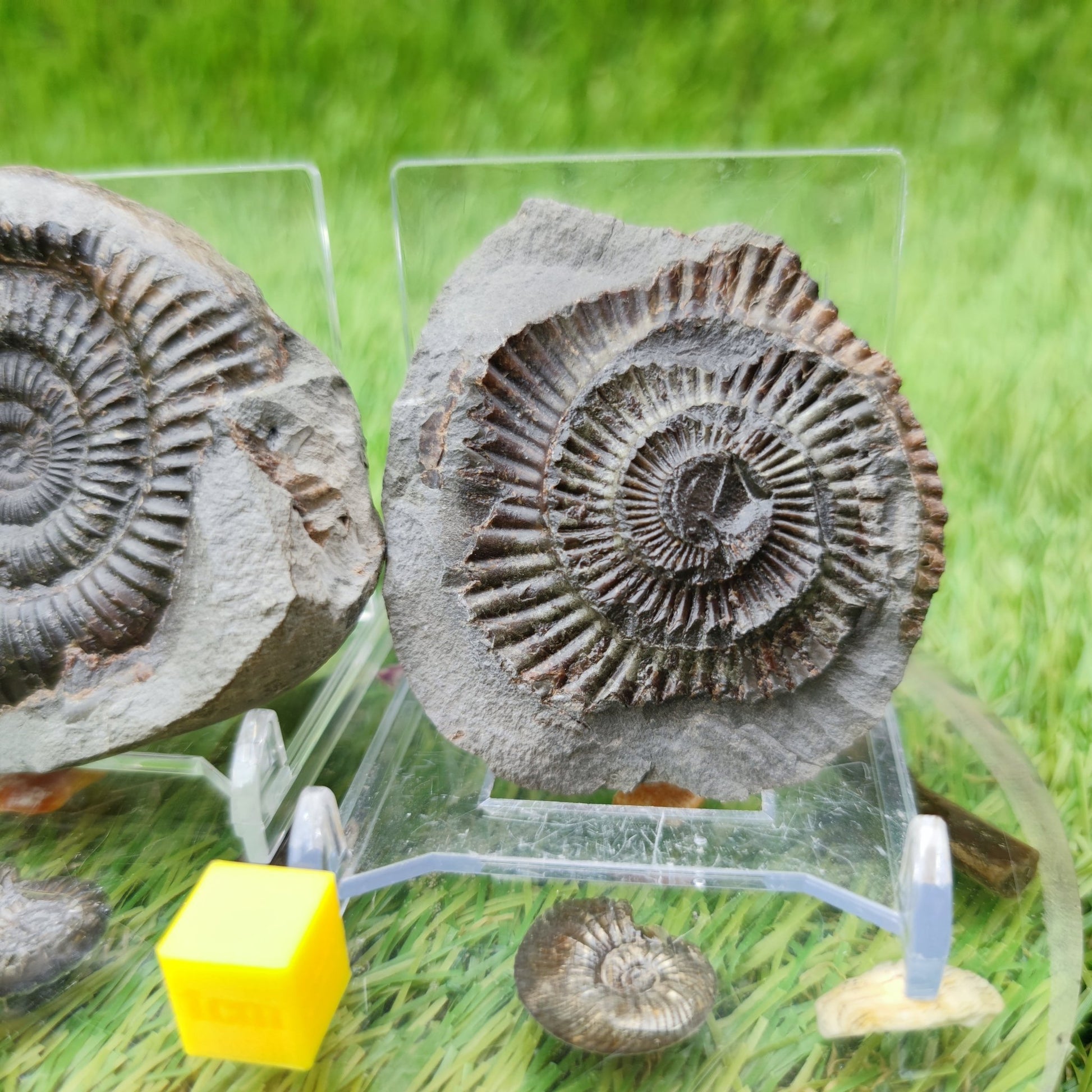 Dactylioceras ammonite fossil split pair North Yorkshire UK - North Yorkshire Fossils