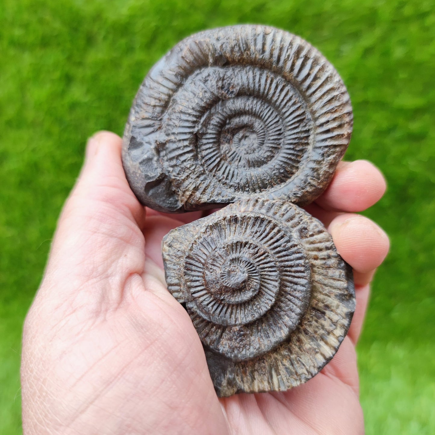 Dactylioceras ammonite fossil split pair North Yorkshire UK - North Yorkshire Fossils