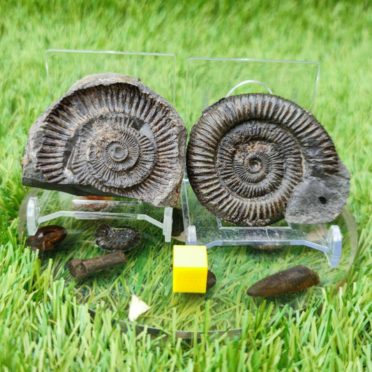 Dactylioceras ammonite fossil split pair North Yorkshire UK - North Yorkshire Fossils