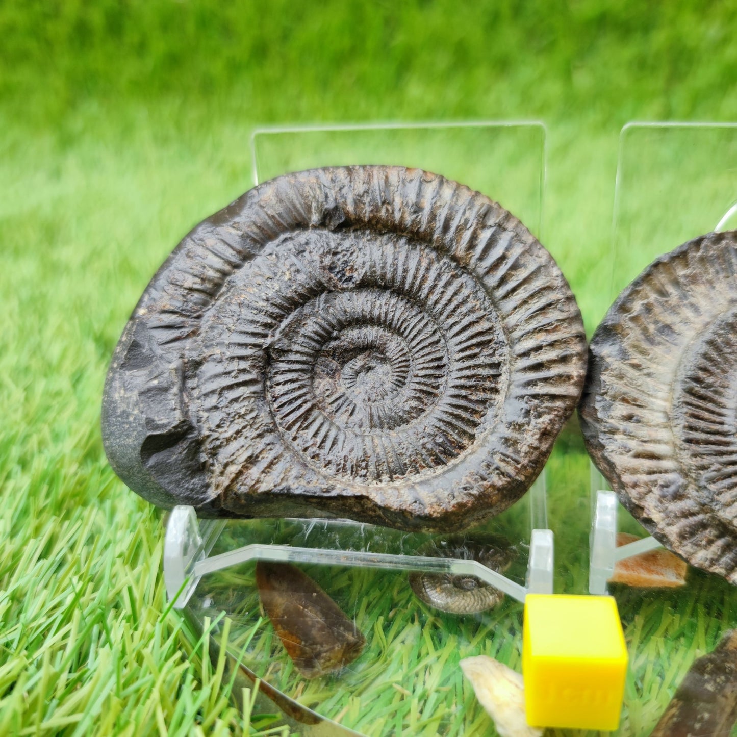 Dactylioceras ammonite fossil split pair North Yorkshire UK - North Yorkshire Fossils