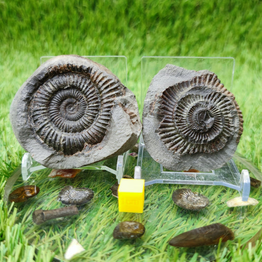Dactylioceras ammonite fossil split pair North Yorkshire UK - North Yorkshire Fossils