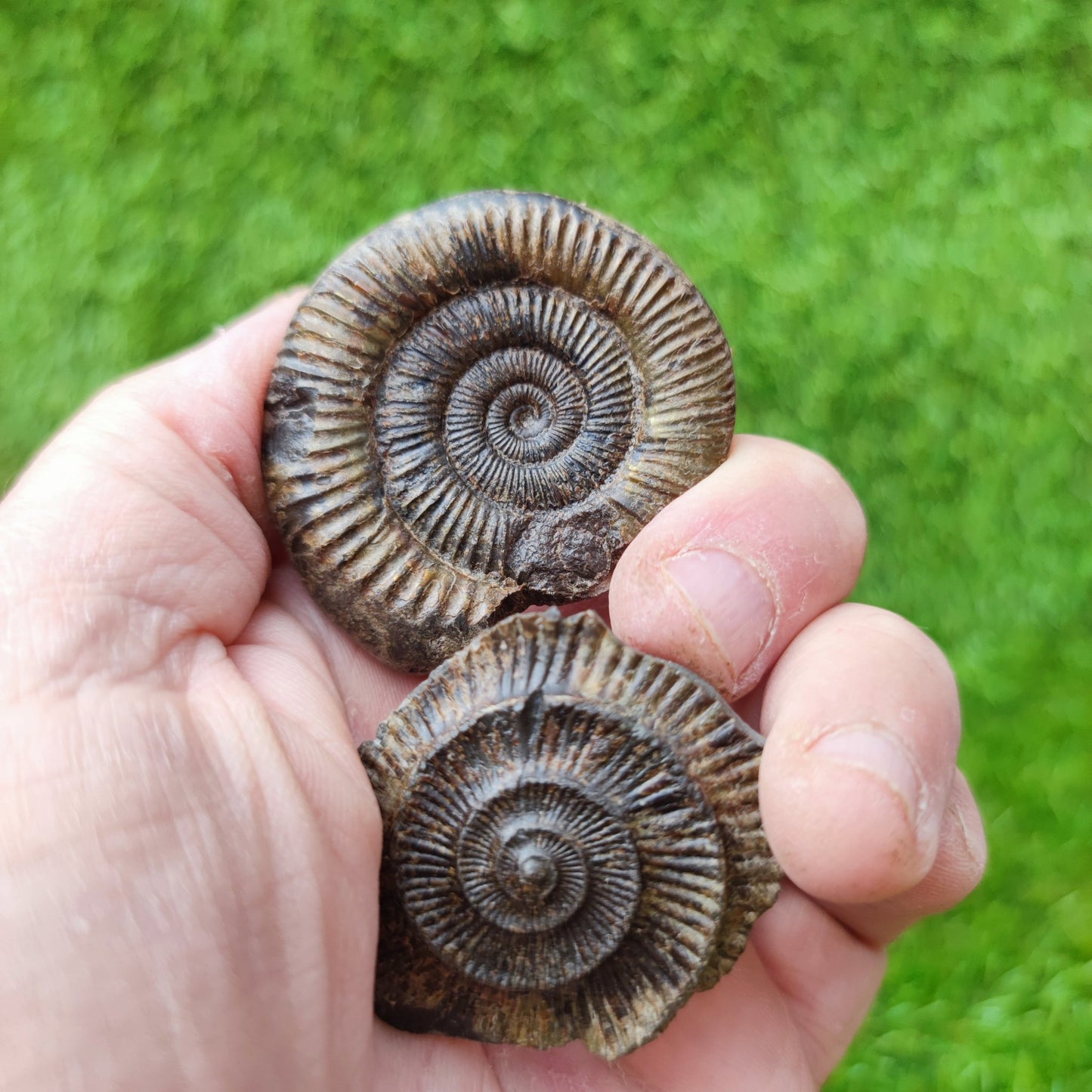 Dactylioceras ammonite fossil split pair North Yorkshire UK - North Yorkshire Fossils