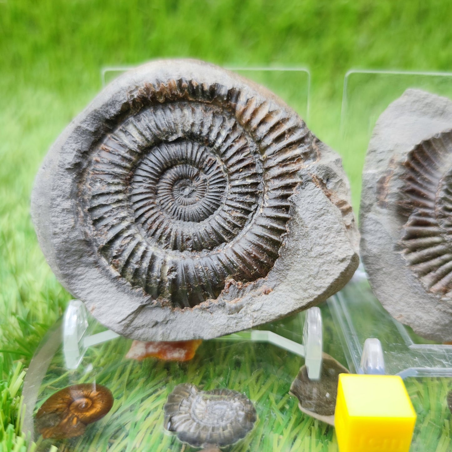 Dactylioceras ammonite fossil split pair North Yorkshire UK - North Yorkshire Fossils