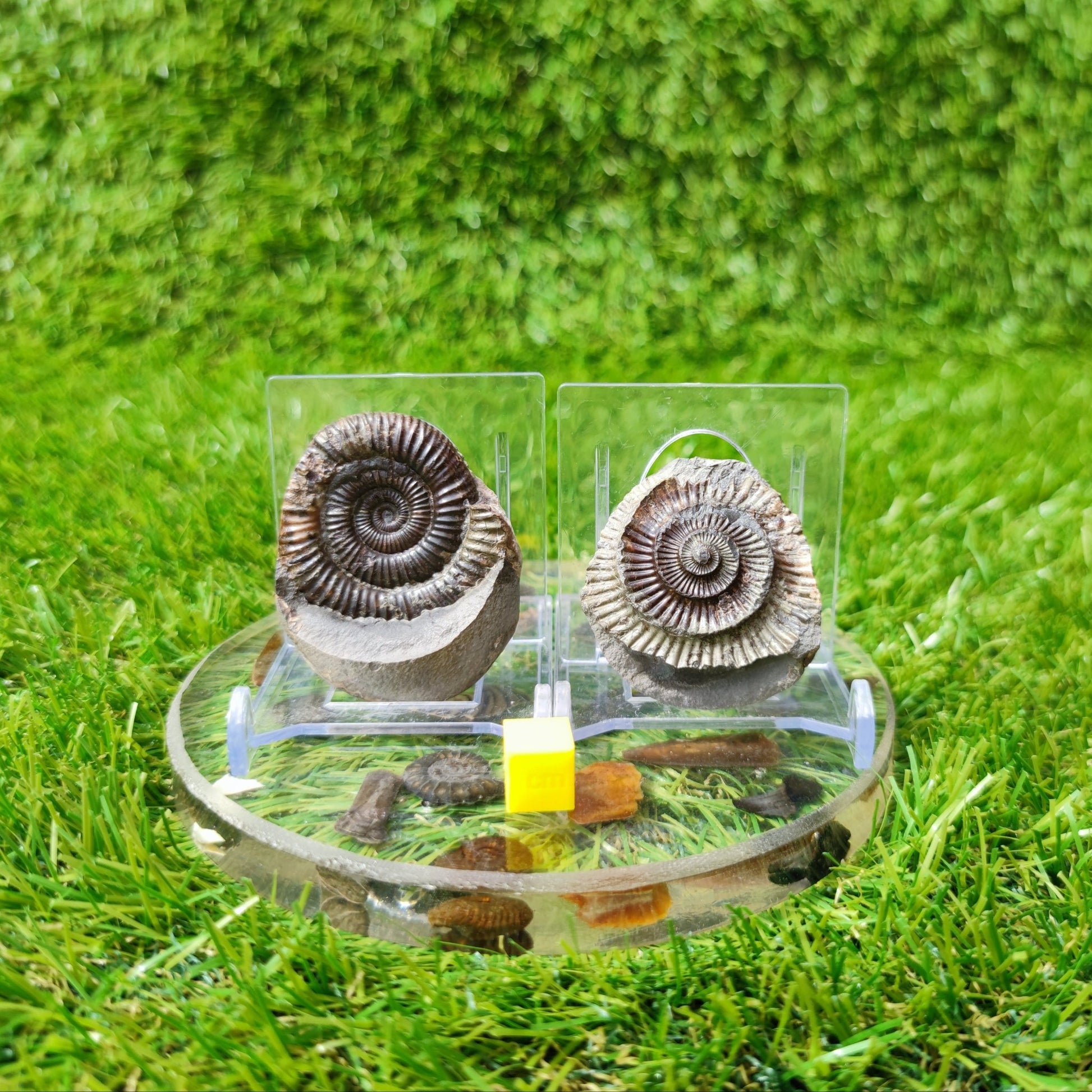 Dactylioceras ammonite fossil split pair North Yorkshire UK - North Yorkshire Fossils