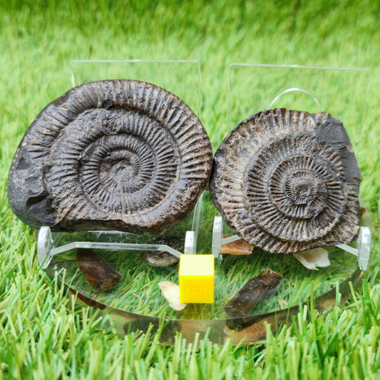 Dactylioceras ammonite fossil split pair North Yorkshire UK - North Yorkshire Fossils