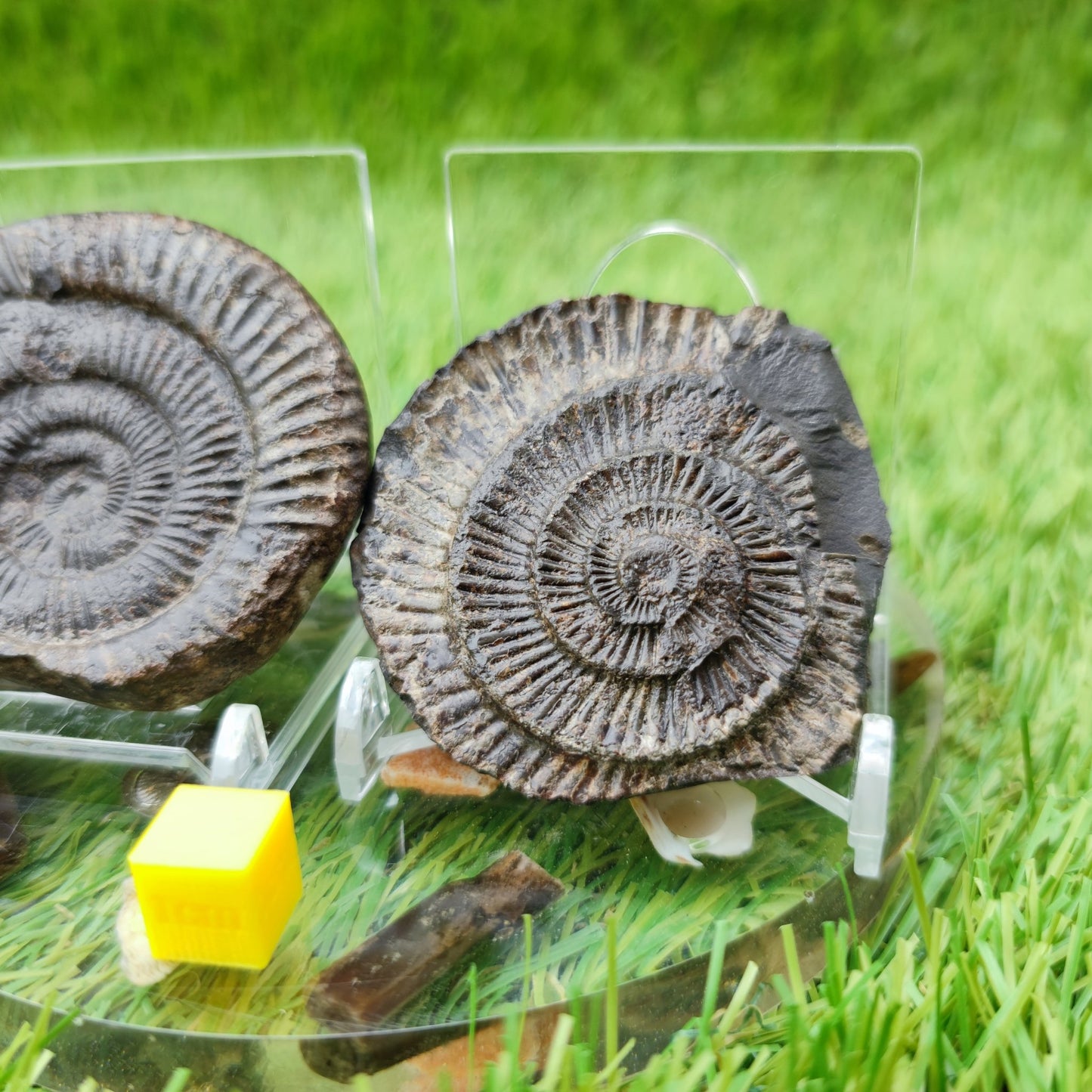 Dactylioceras ammonite fossil split pair North Yorkshire UK - North Yorkshire Fossils