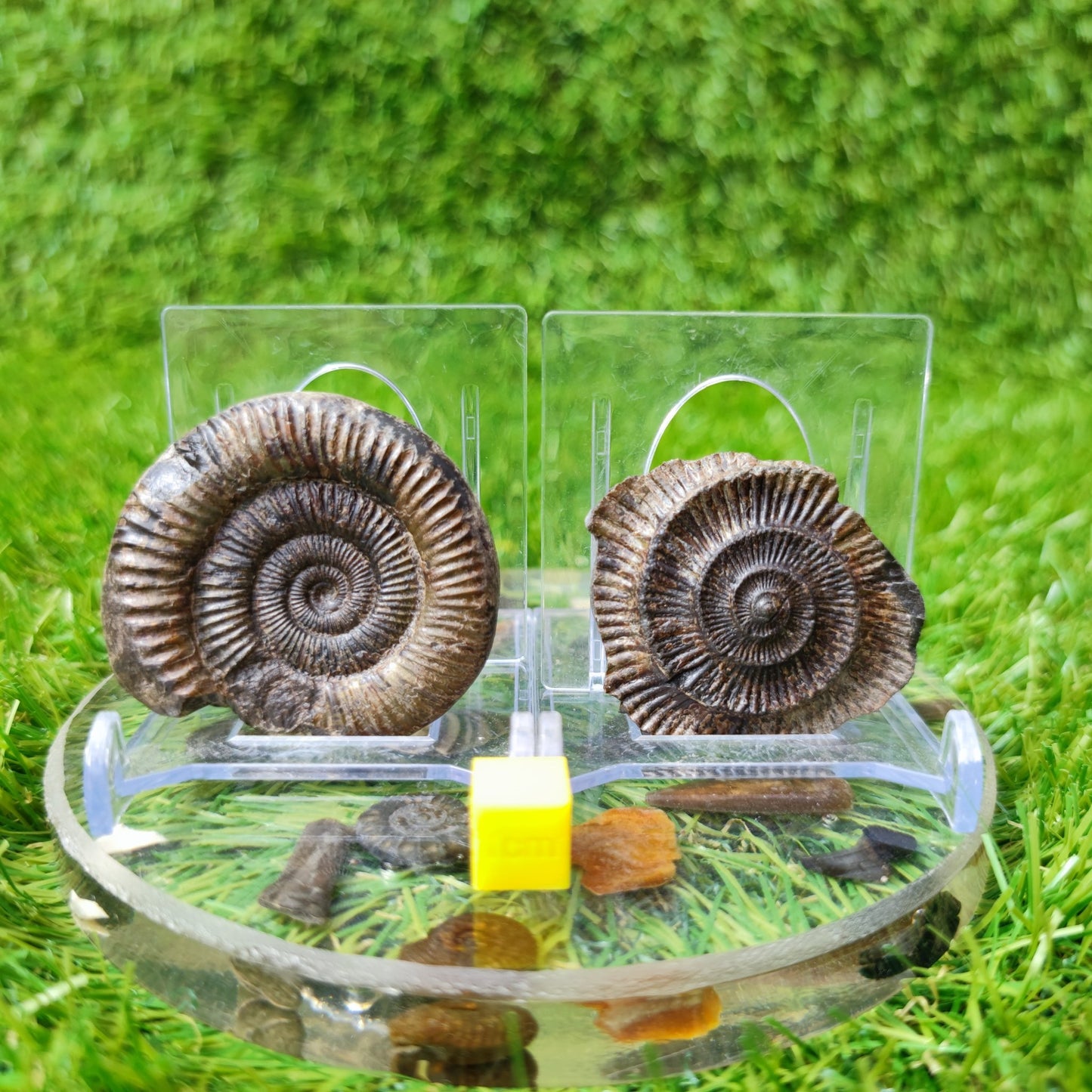 Dactylioceras ammonite fossil split pair North Yorkshire UK - North Yorkshire Fossils