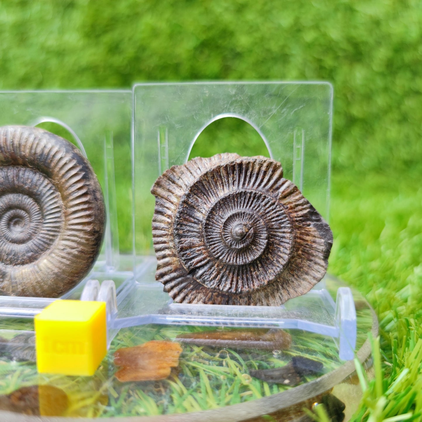 Dactylioceras ammonite fossil split pair North Yorkshire UK - North Yorkshire Fossils