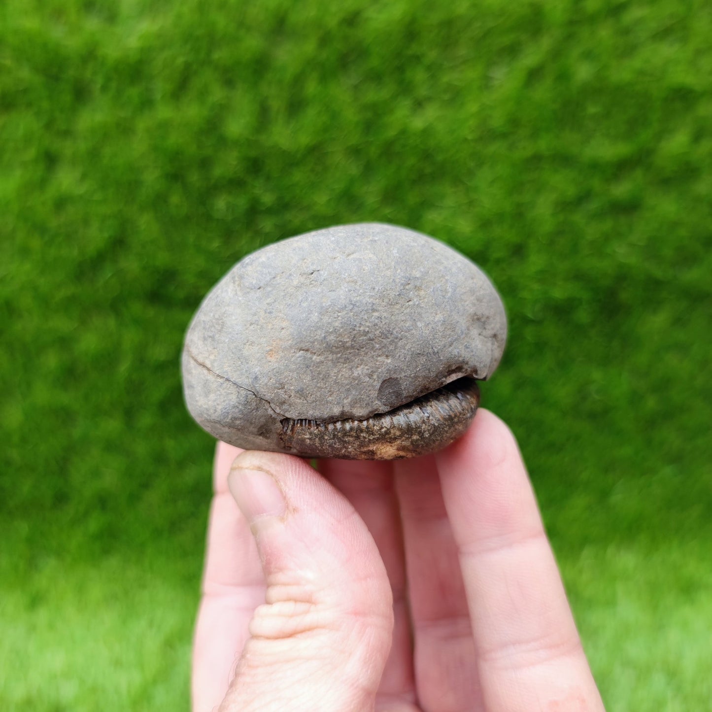 Dactylioceras ammonite fossil split pair UK North Yorkshire - North Yorkshire Fossils