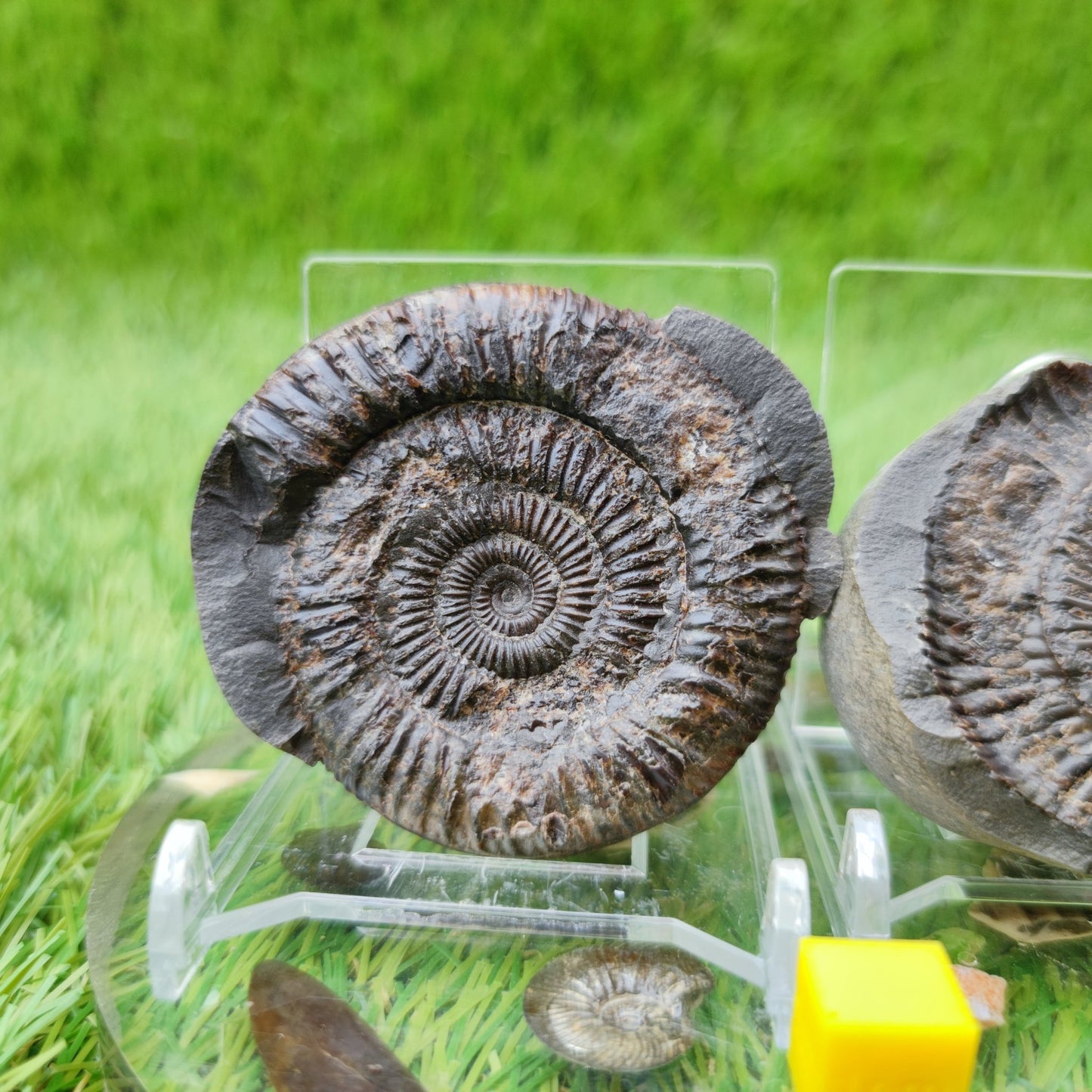 Dactylioceras ammonite fossil split pair UK North Yorkshire - North Yorkshire Fossils