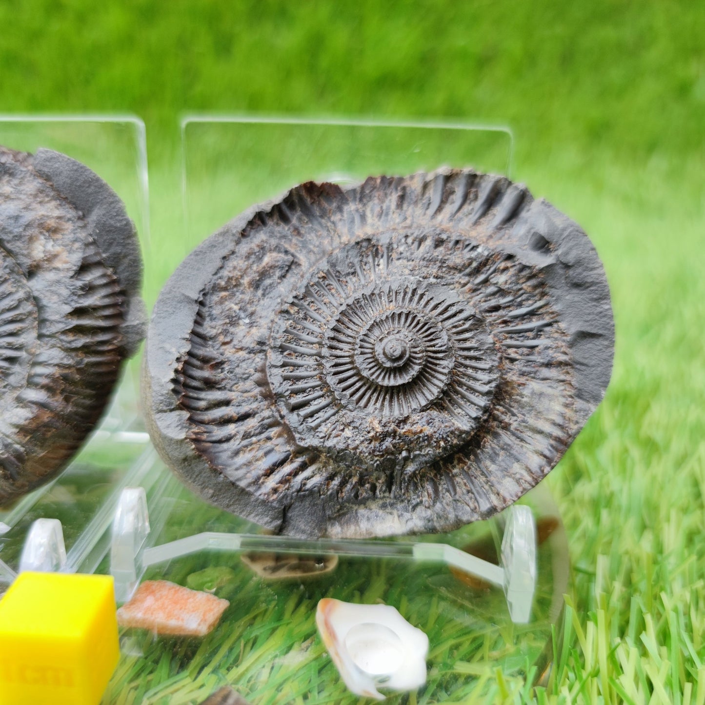 Dactylioceras ammonite fossil split pair UK North Yorkshire - North Yorkshire Fossils